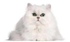 Persian cat, 2 years old, in front of white