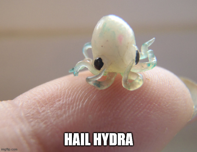 Hail Hydra | HAIL HYDRA | image tagged in hail hydra,hydra,baby squid | made w/ Imgflip meme maker