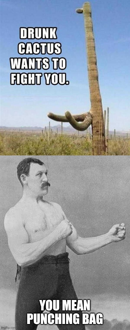 ! | YOU MEAN PUNCHING BAG | image tagged in boxer,memes,cactus,drunk,overly manly man | made w/ Imgflip meme maker