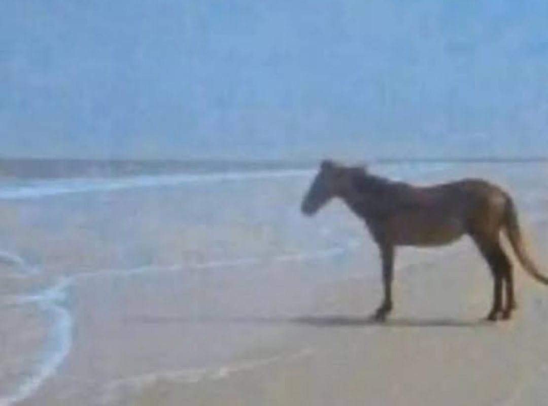 High Quality Horse staring at sea Blank Meme Template