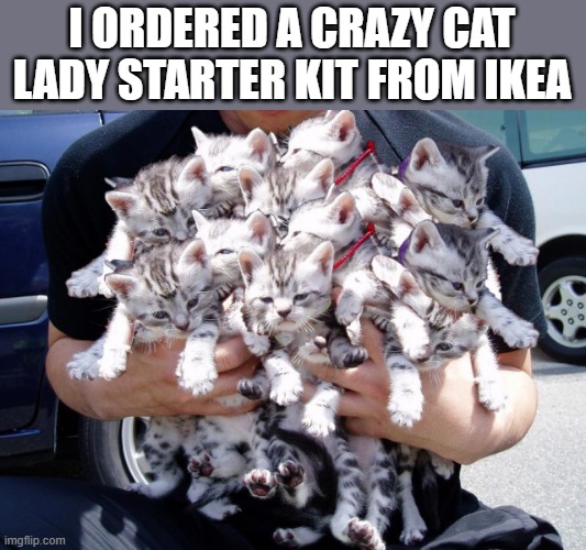 memes by Brad - I ordered a Crazy Cat Lady Starter Kit from IKEA - humor - | I ORDERED A CRAZY CAT LADY STARTER KIT FROM IKEA | image tagged in funny,cats,kittens,crazy cat lady,ikea,humor | made w/ Imgflip meme maker