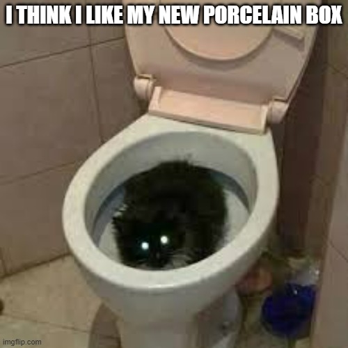 memes by Brad - My cat thinks the toilet is a "porcelain box" -humor - | I THINK I LIKE MY NEW PORCELAIN BOX | image tagged in cats,funny,kitten,toilet,box,humor | made w/ Imgflip meme maker