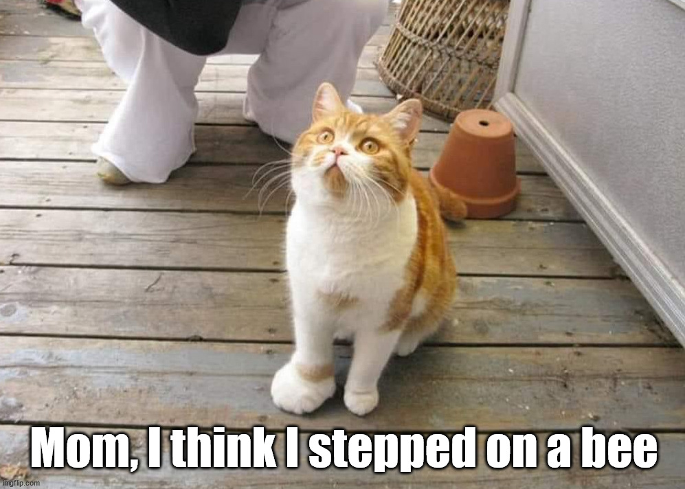 Bigfoot | Mom, I think I stepped on a bee | image tagged in cats | made w/ Imgflip meme maker