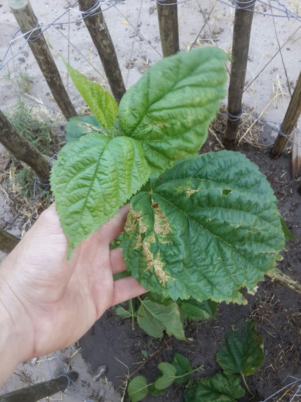 mulberry tree leaves falling off