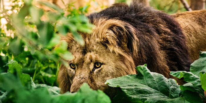 Lion stalks prey in forest