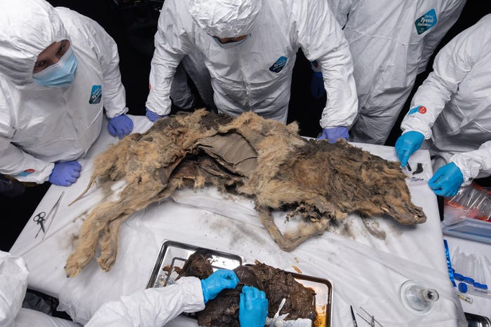 mummified wolf on a white table surrounded by people in protective white coveralls and masks and gloves