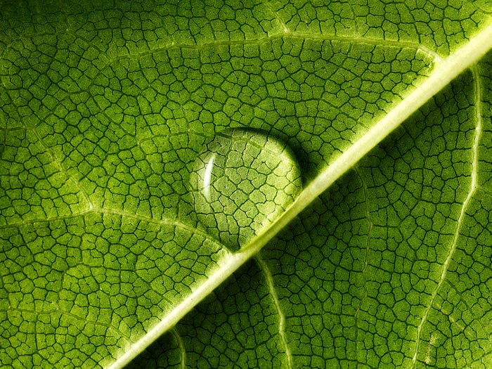 leaf closeup green leaf