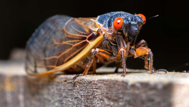 Cicada