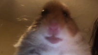 Staring Hamster Is the New Go-To Animal Reaction