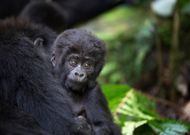 L’Unesco appelle à mieux protéger la biodiversité de ses sites classés