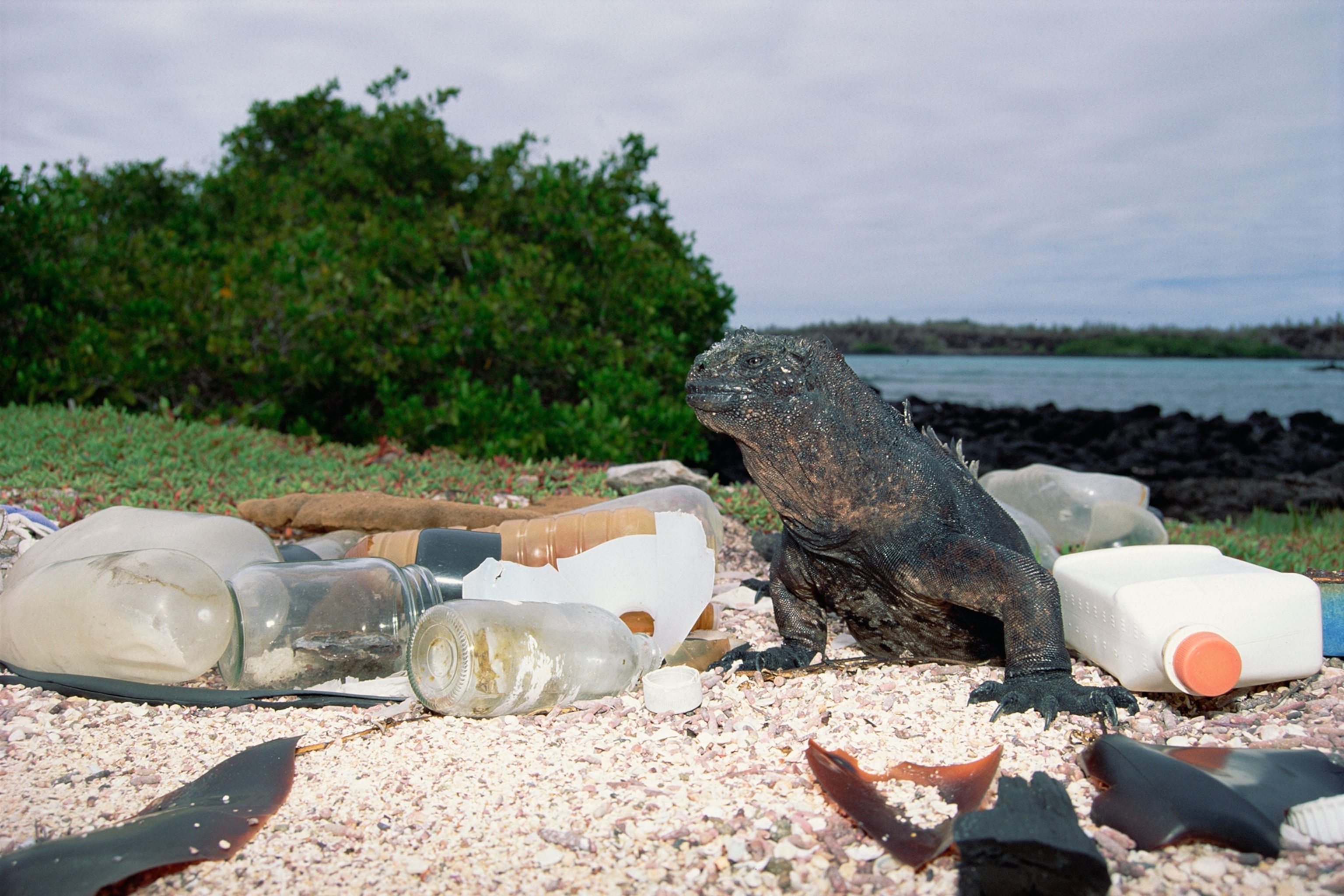 a marine iguana next to plastic