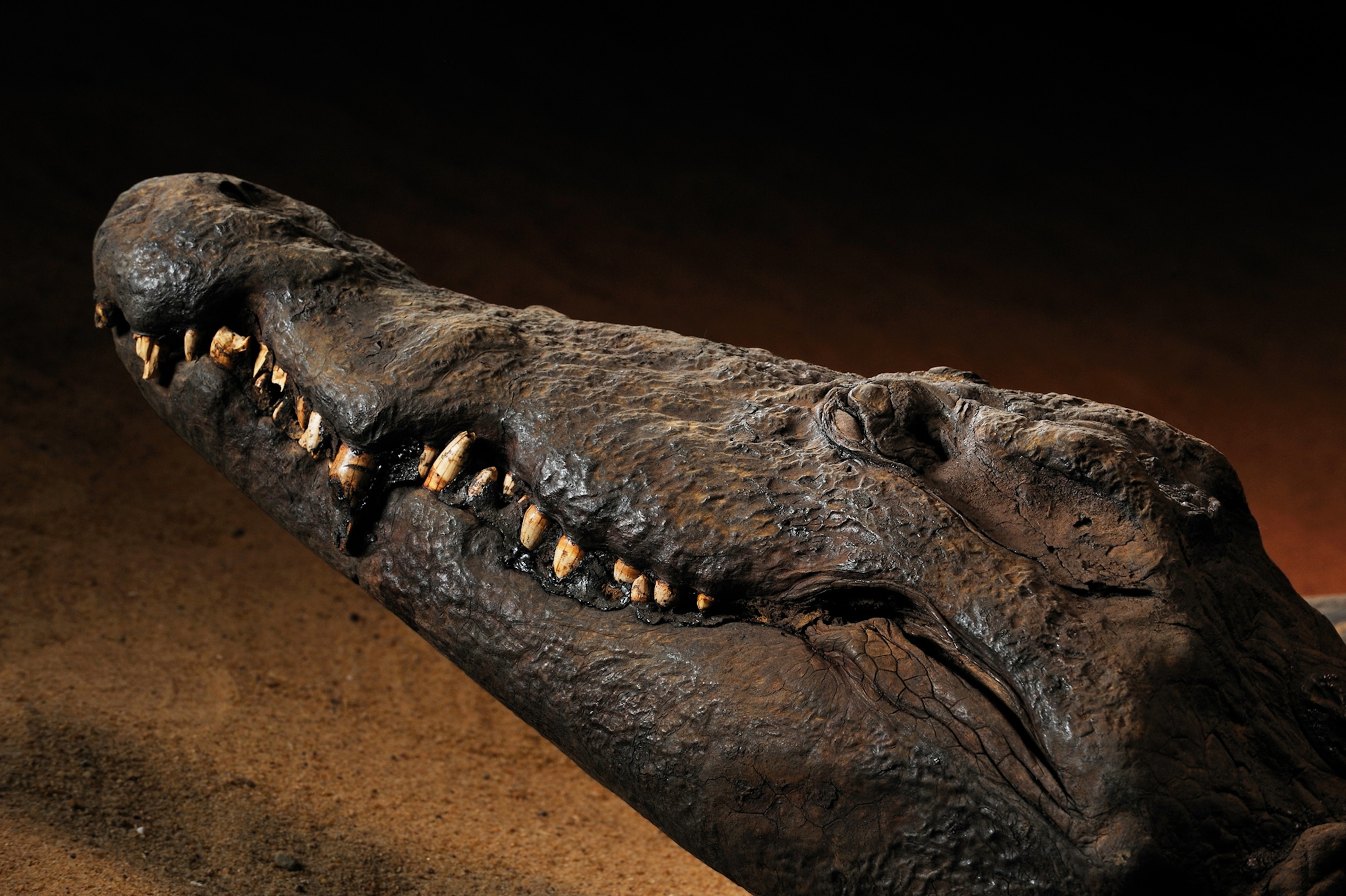 The head of an Egyptian crocodile mummy.