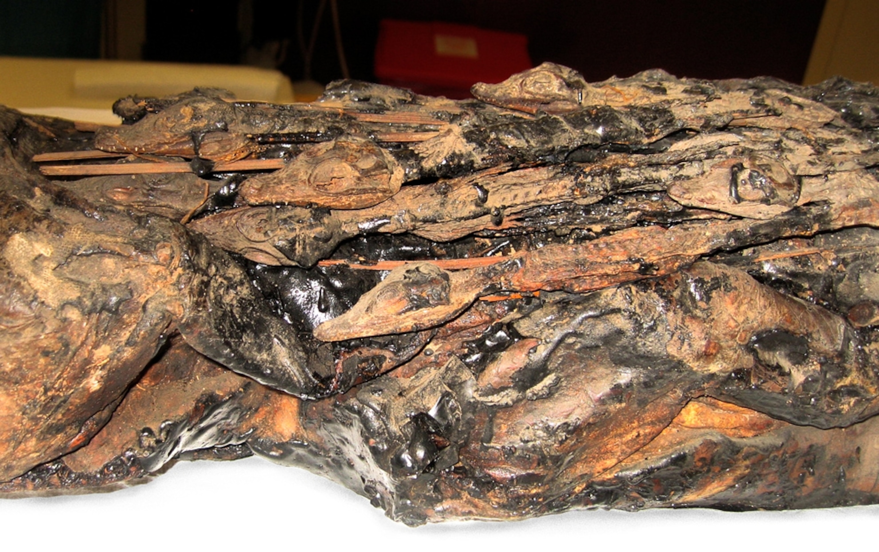 A picture of baby crocodile mummies stuck to the back of an adult crocodile mummy.