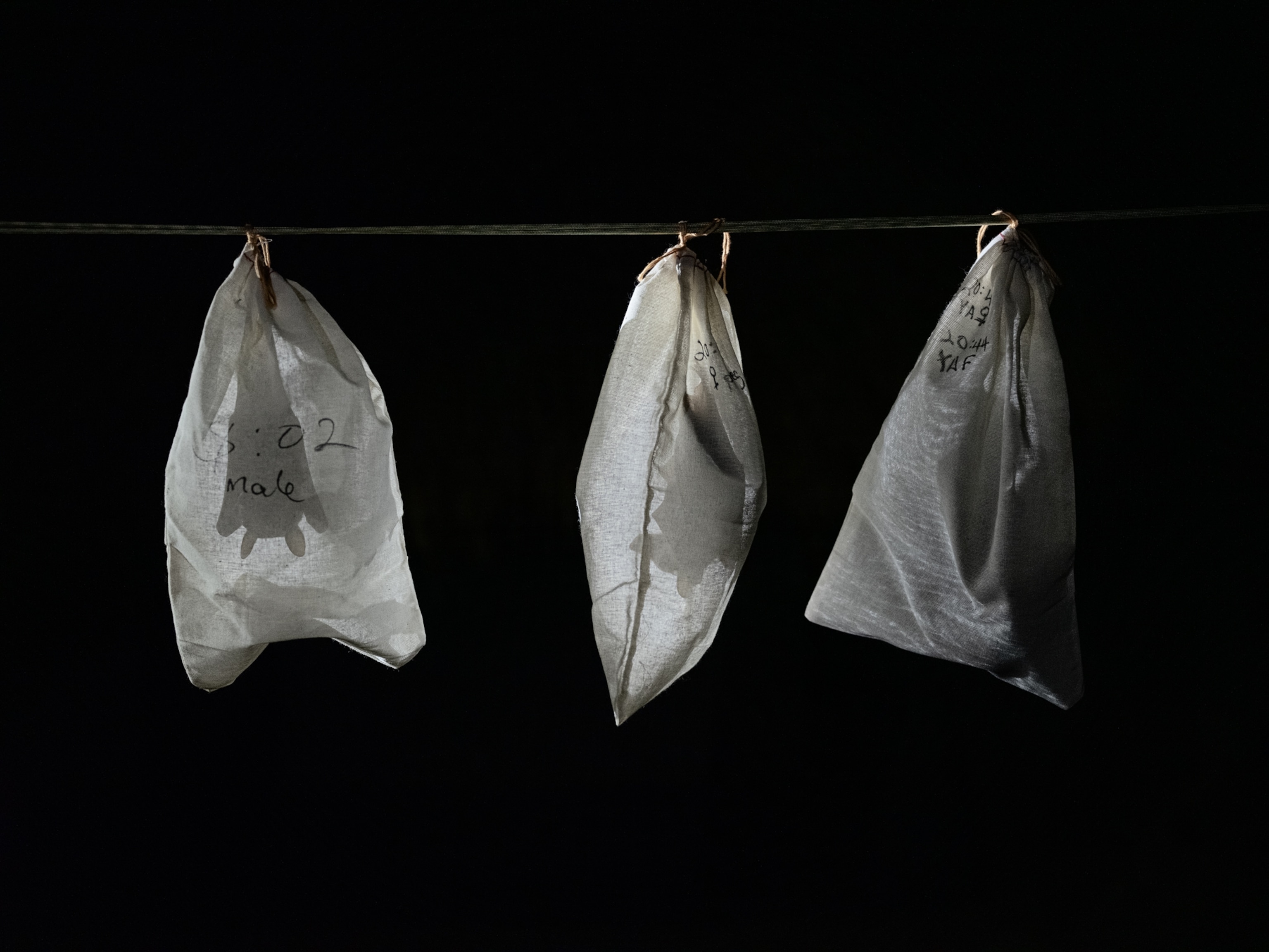 Three white bags with bats hung from a line.