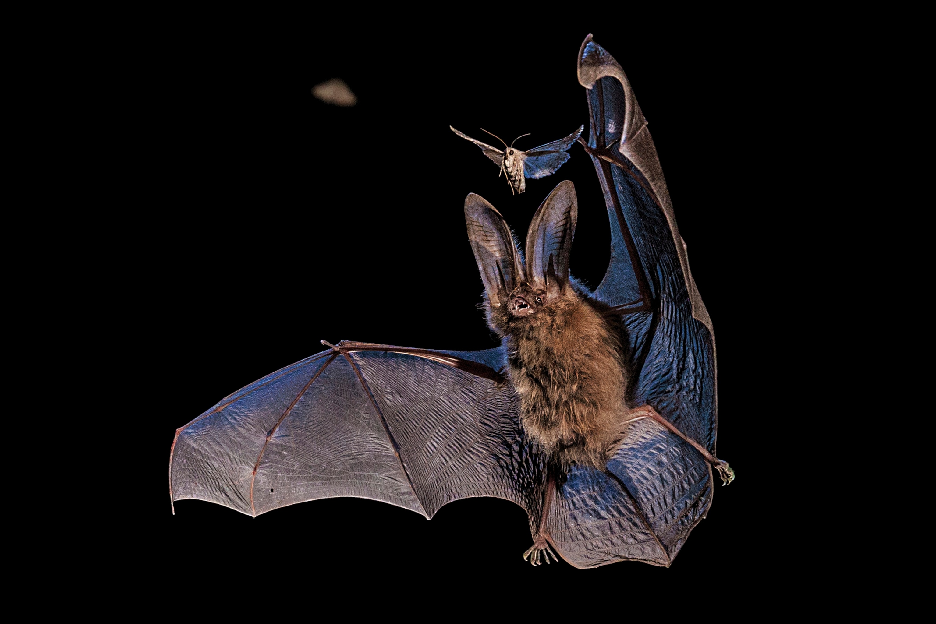 Bat is about to catch moth with wings.