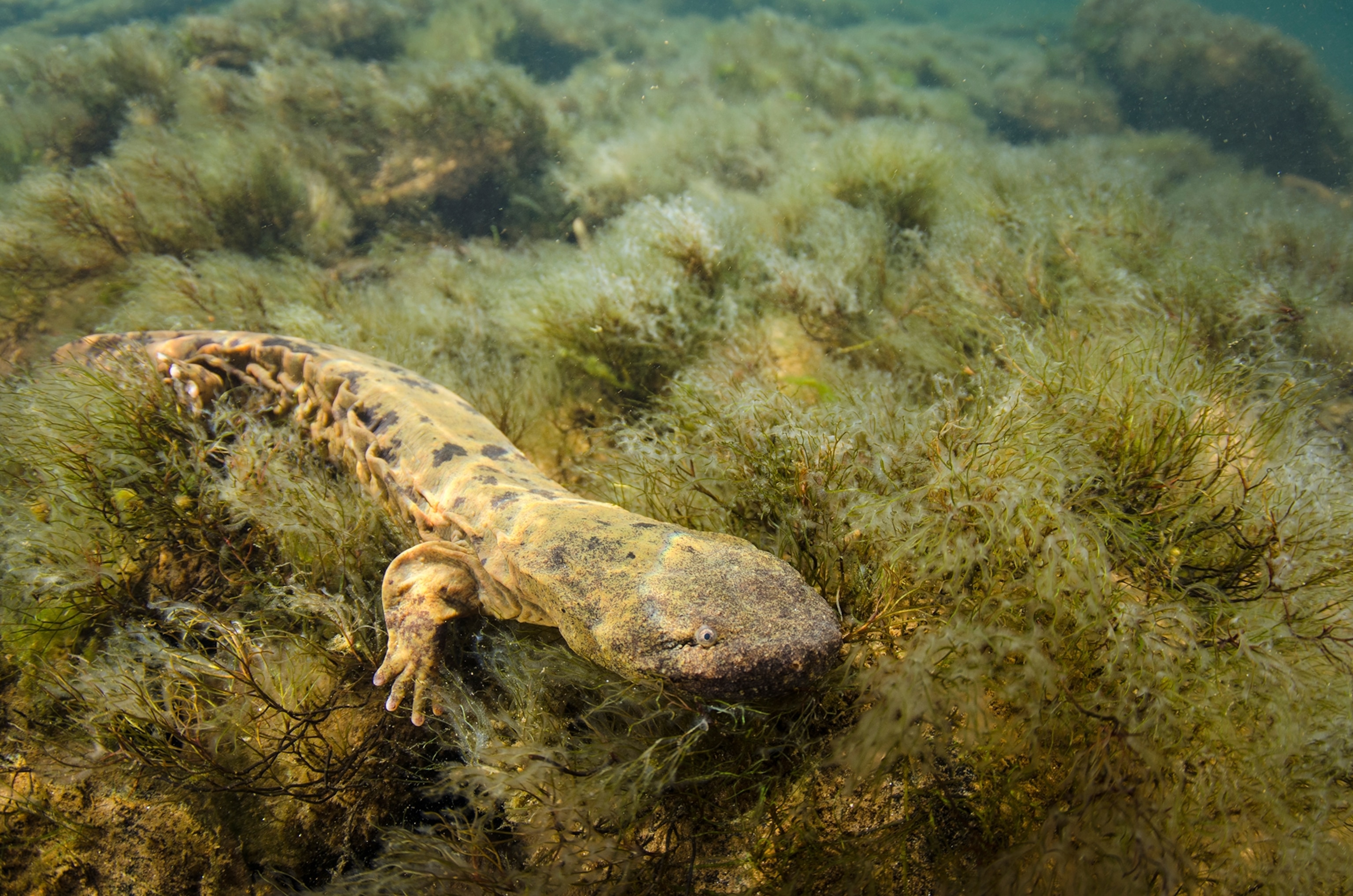 A lizard underwater with small eyes.