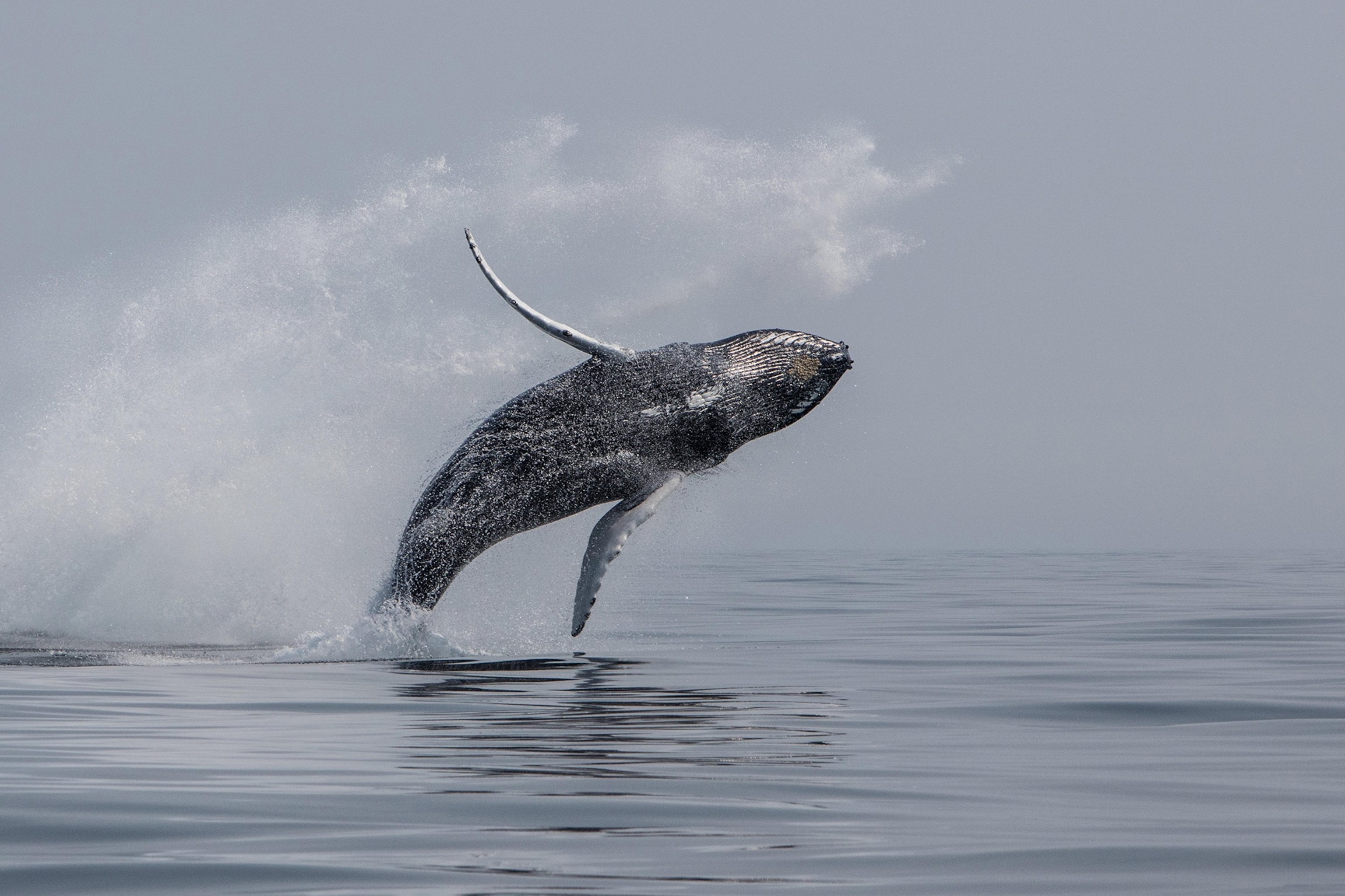 A humpback whale is photographed mid air water droplets trailing along its body.