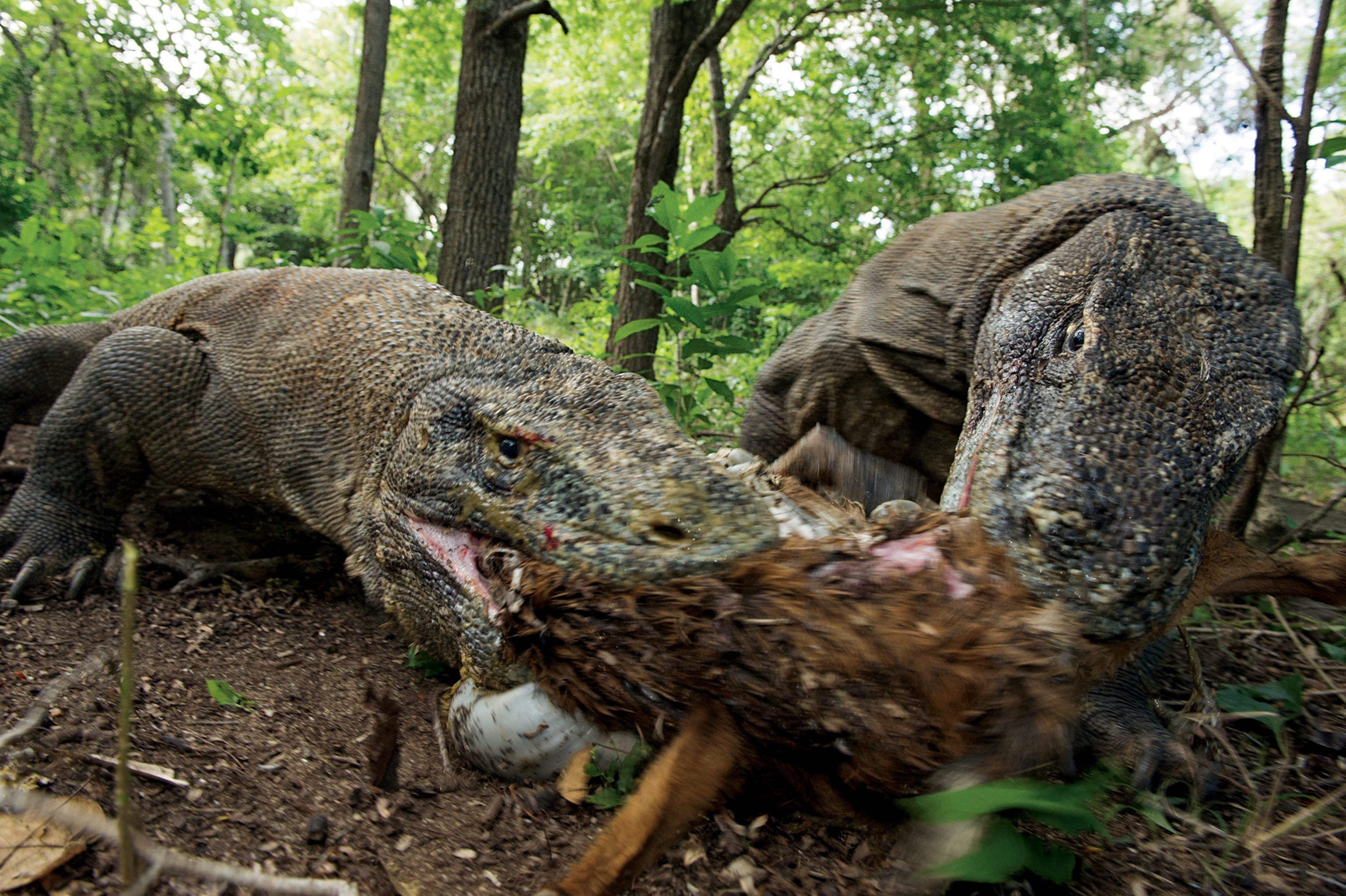 Adult male Komodo dragons compete for a goat carcass.