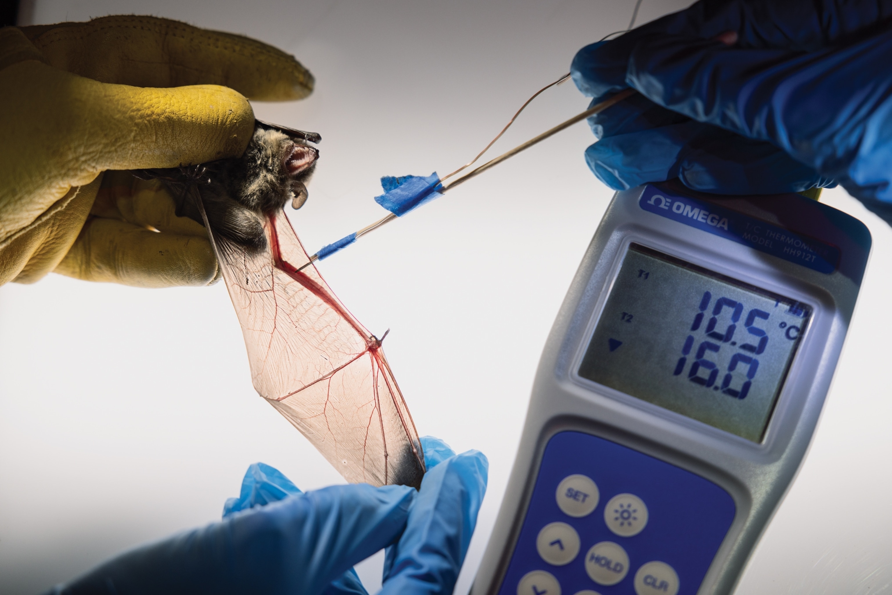 Humans' hand stretching bat's wing and taking temperature.