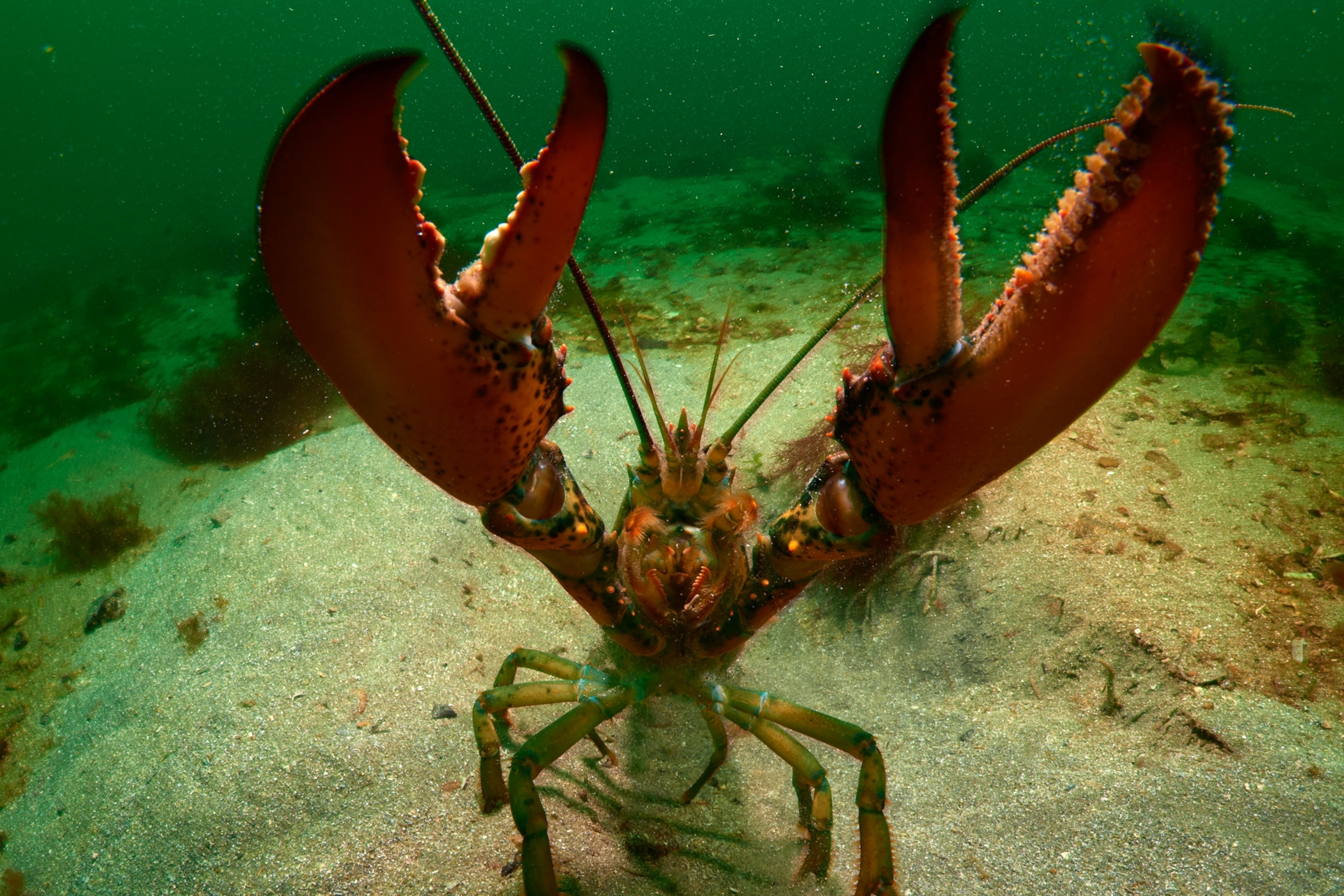 An American lobster holds up its claws in the sandy sea floor in the waters off the Isle of Shoals in the Gulf of Maine.