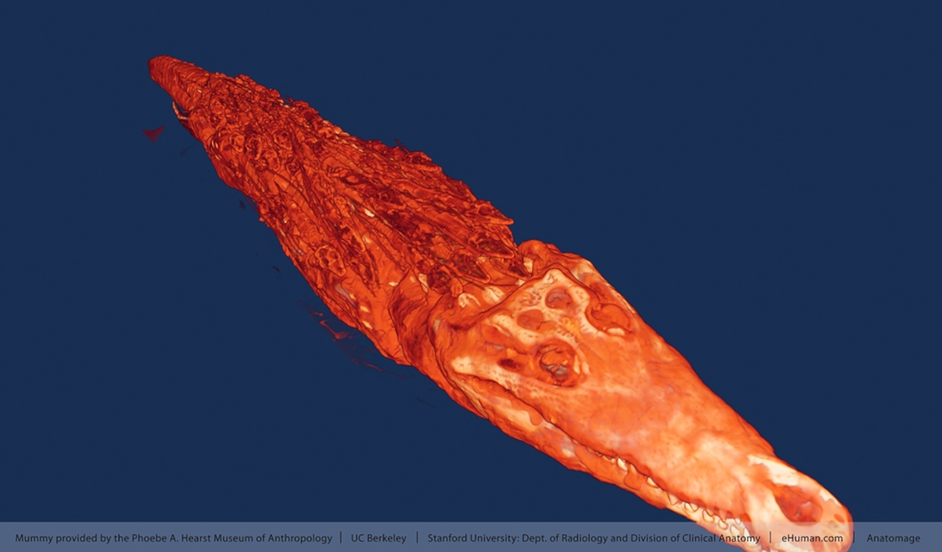 the unwrapped crocodile mummy's CT scan.