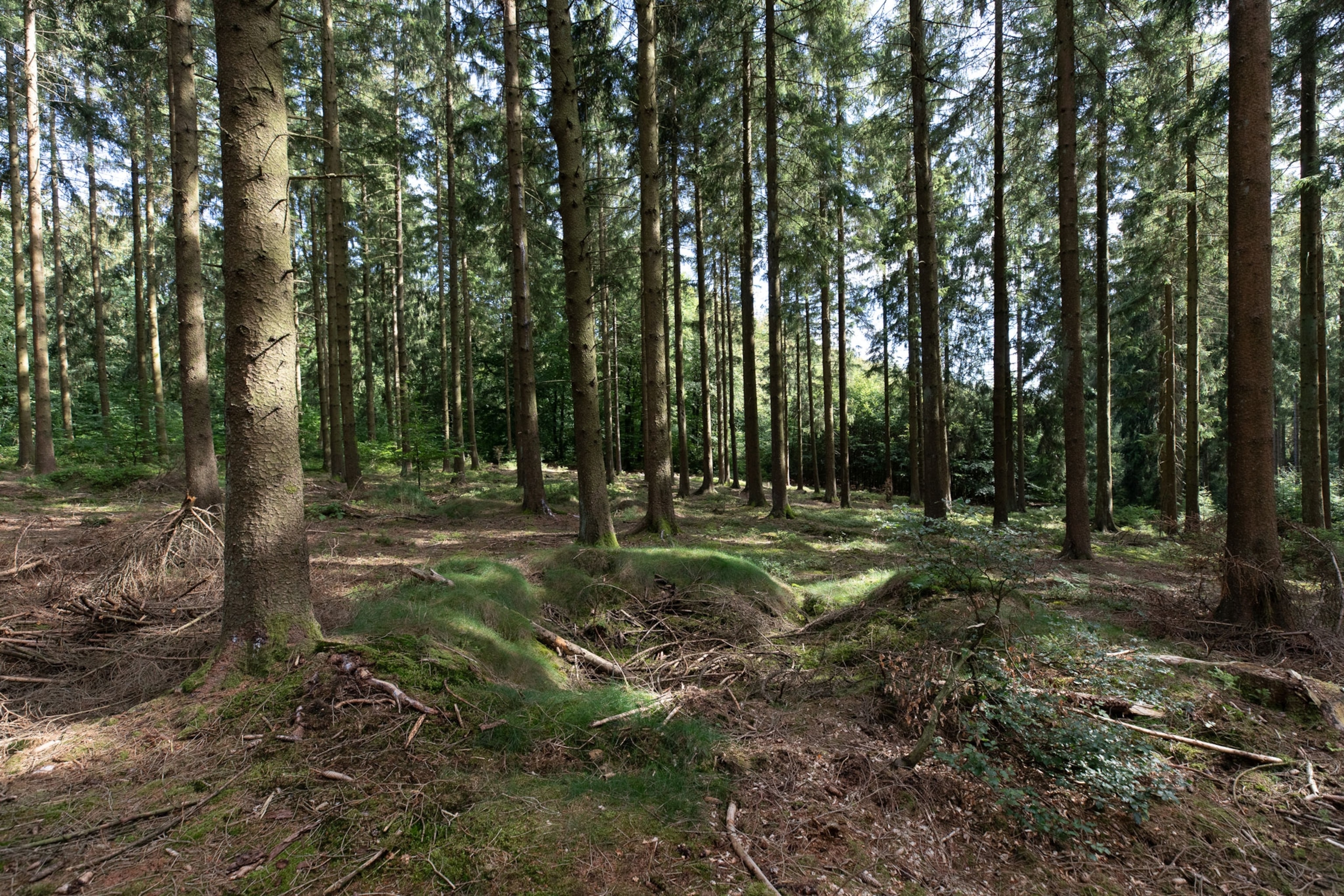 dugouts in the forest