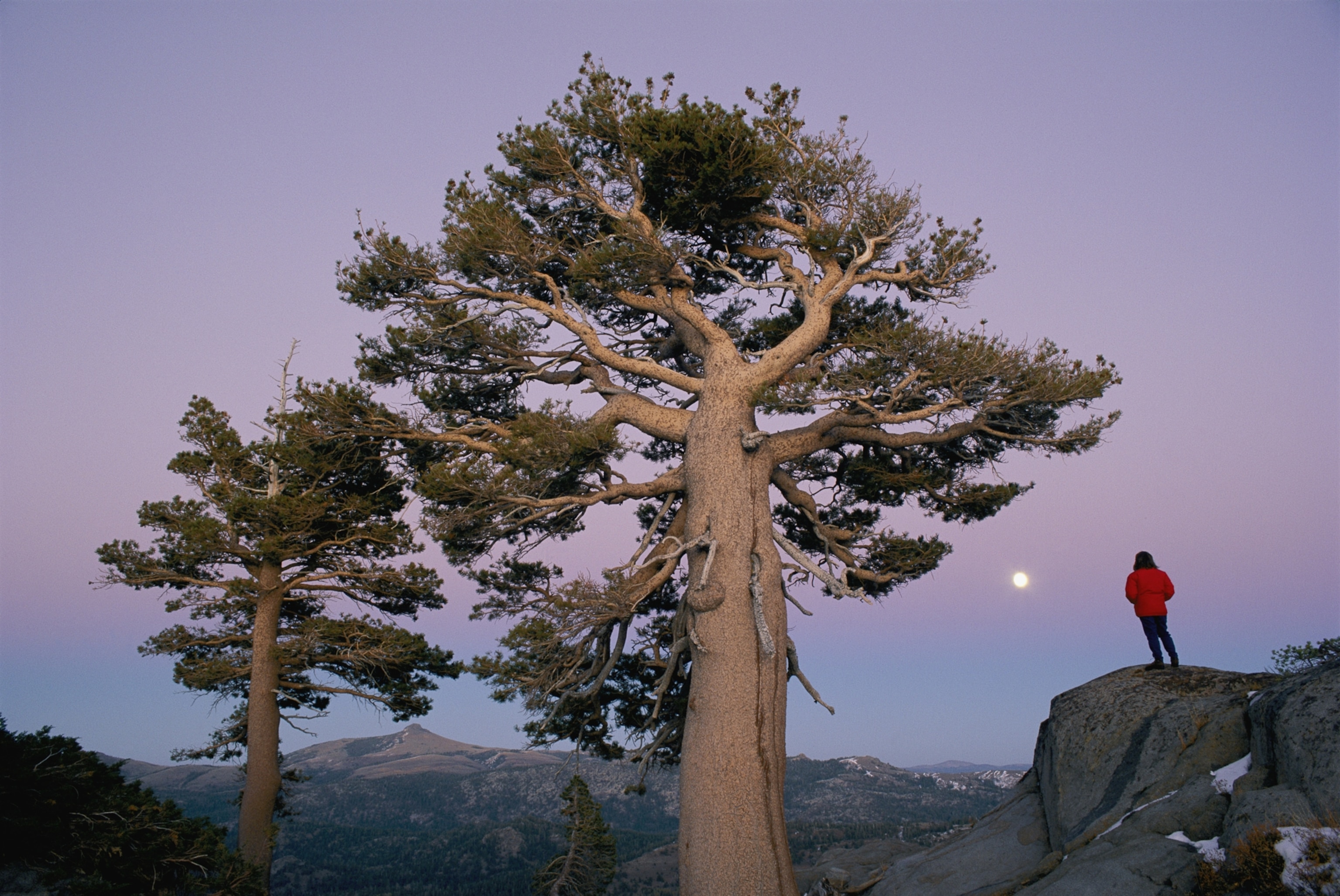 Two evergreens stand prominently, their bright bark contrasting against a purple and blue sky at dusk. A hiker stands on a rocky overlook by the trees, watching a full moon rise over mountains in the distance.