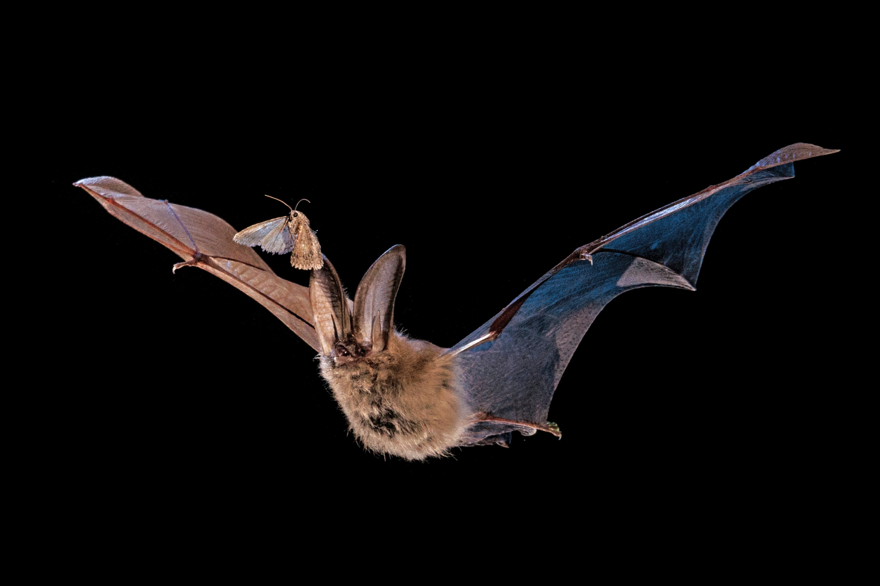 Bat flying after moth.