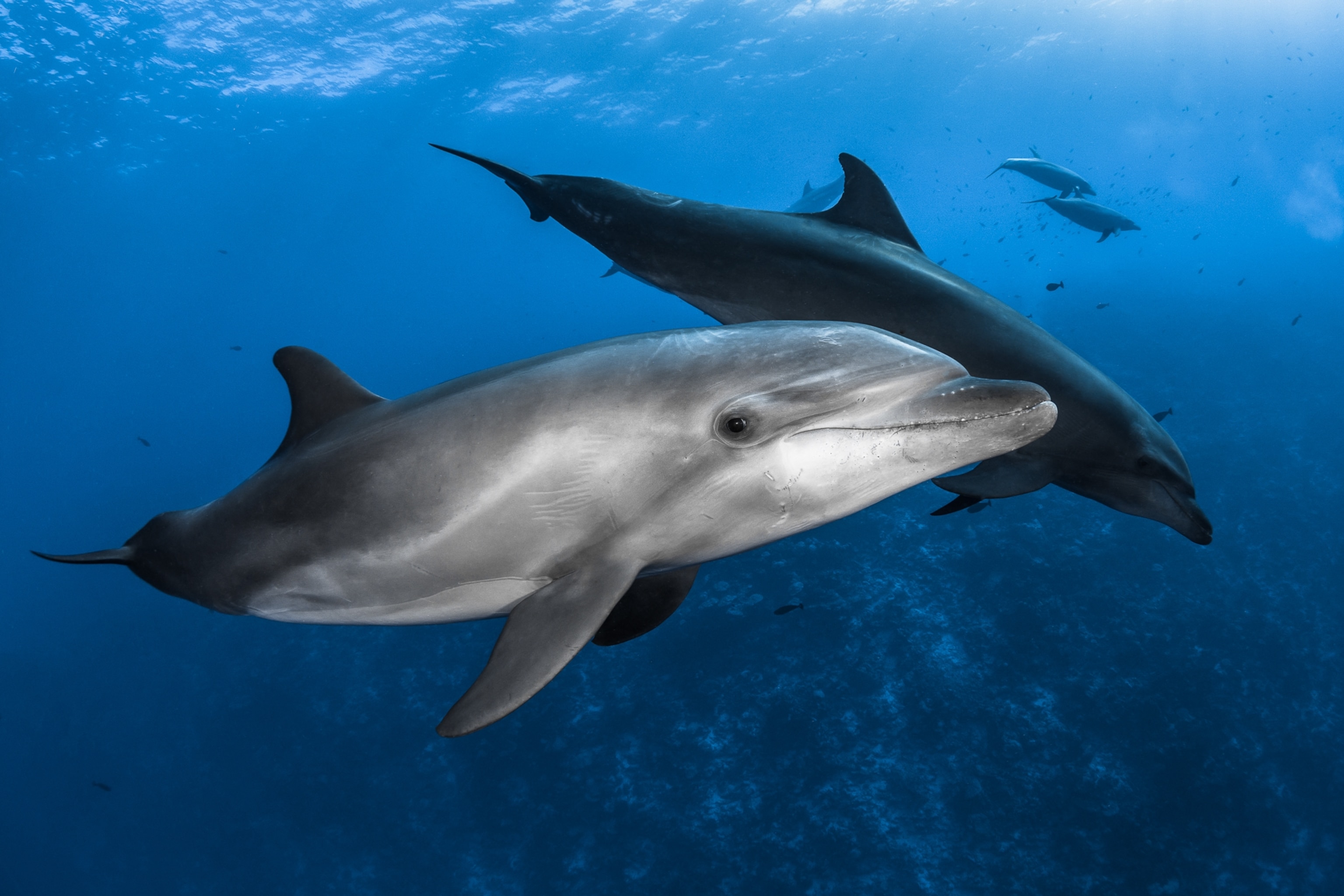 Dolphins swimming in blue water.