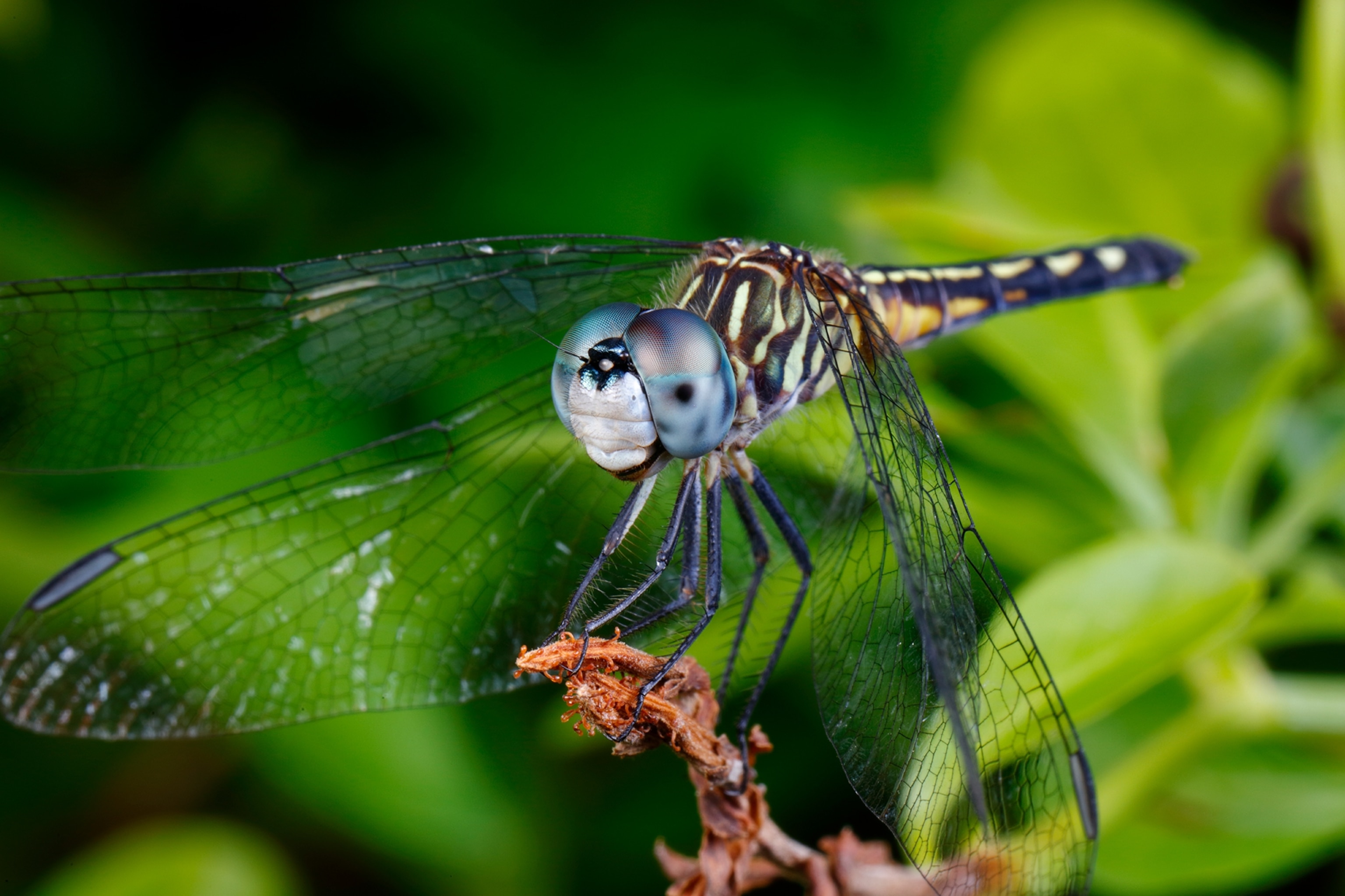 A Dragon Fly rests on a plant.