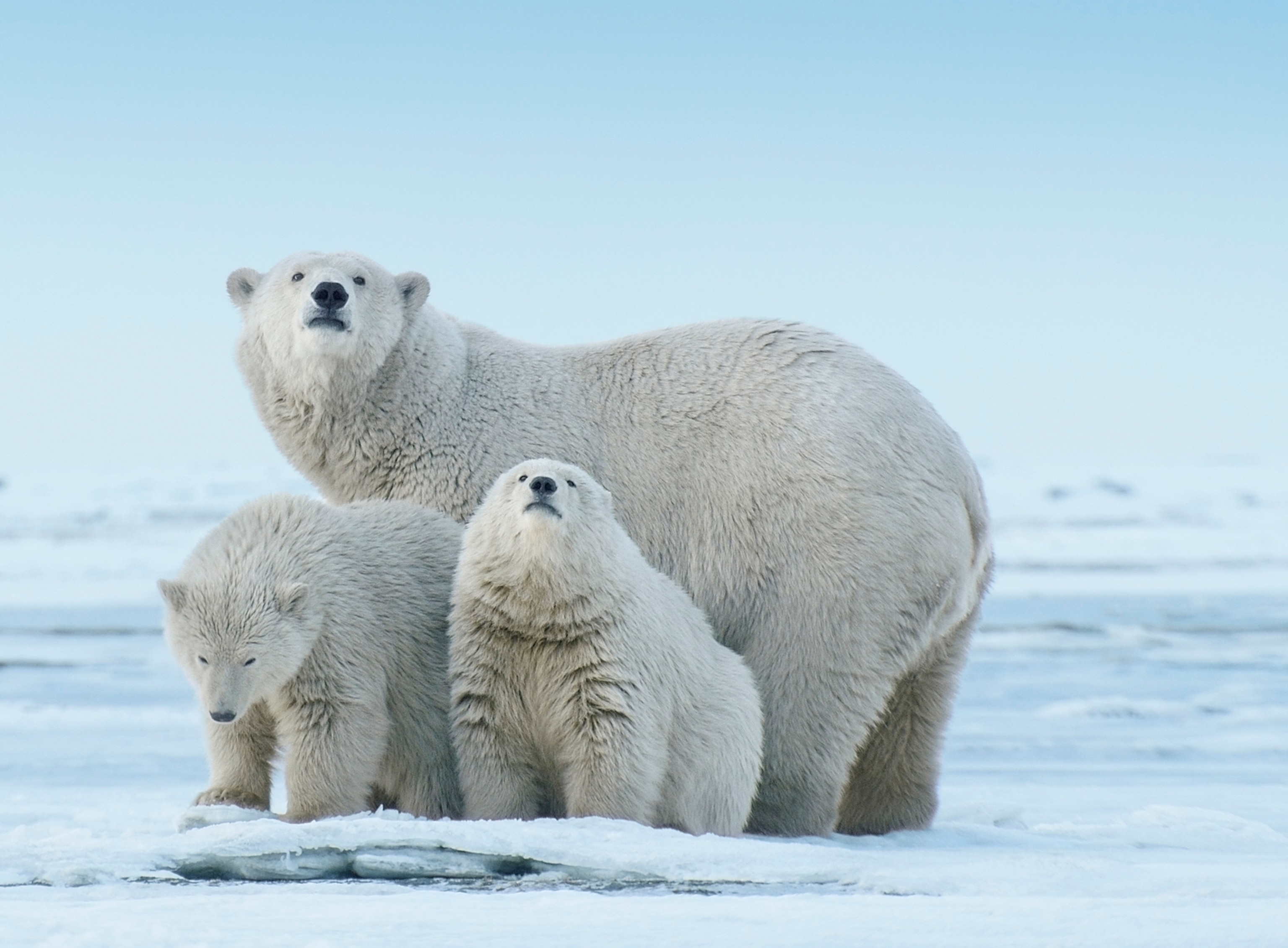 A large bear with white fur stands with two small bears with white fur on ice.