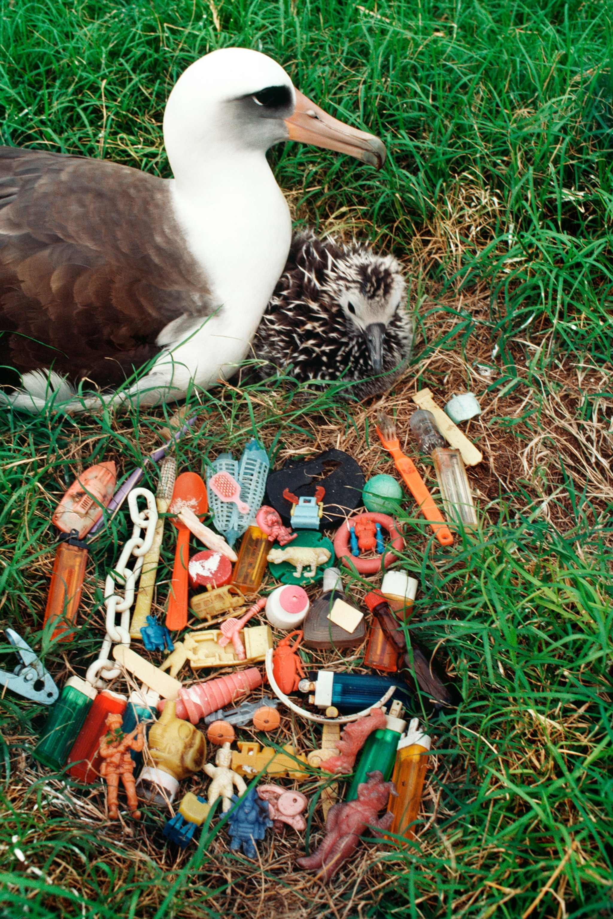 an albatross near a pile of plastic