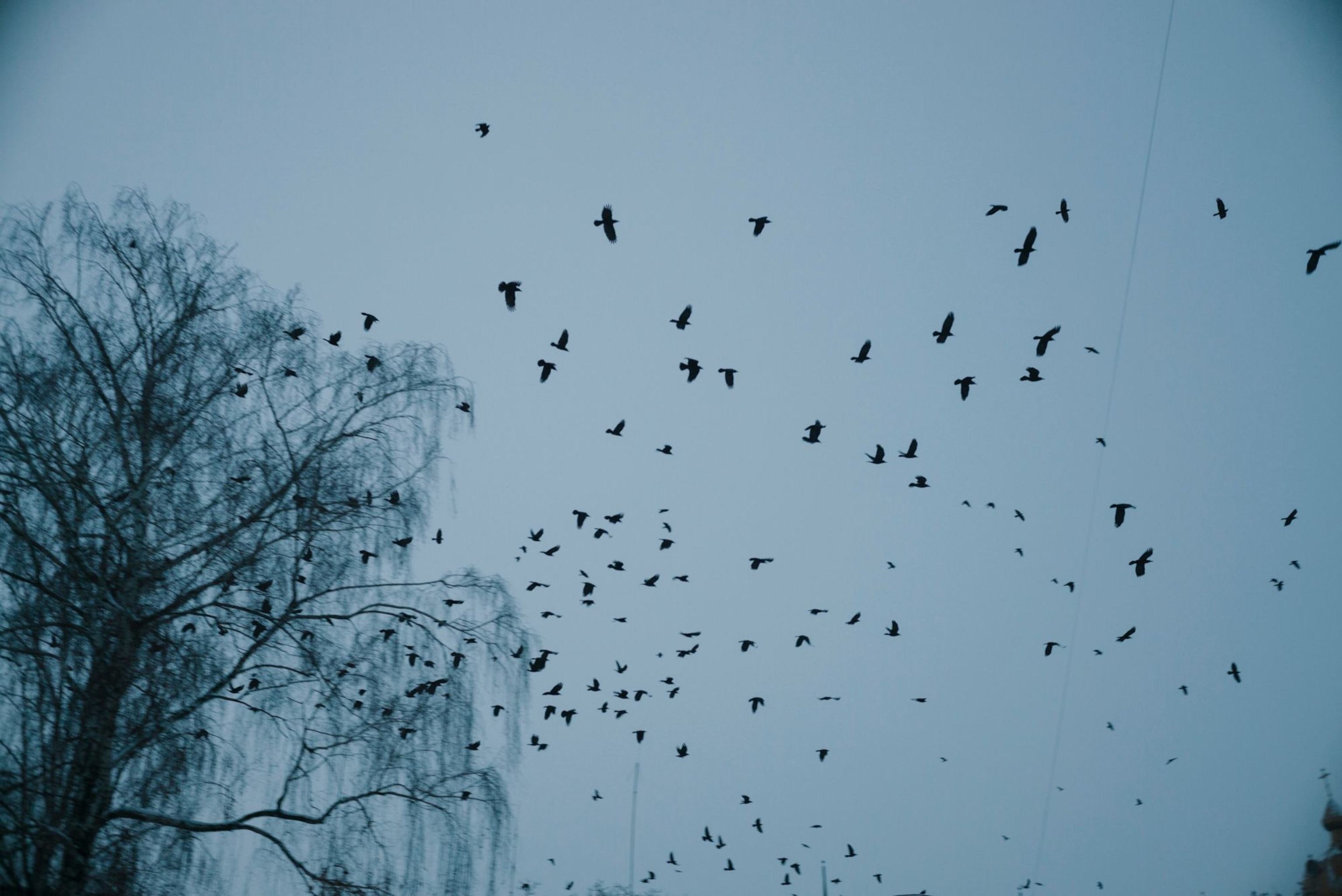 Corvids silhouetted against a twilight sky