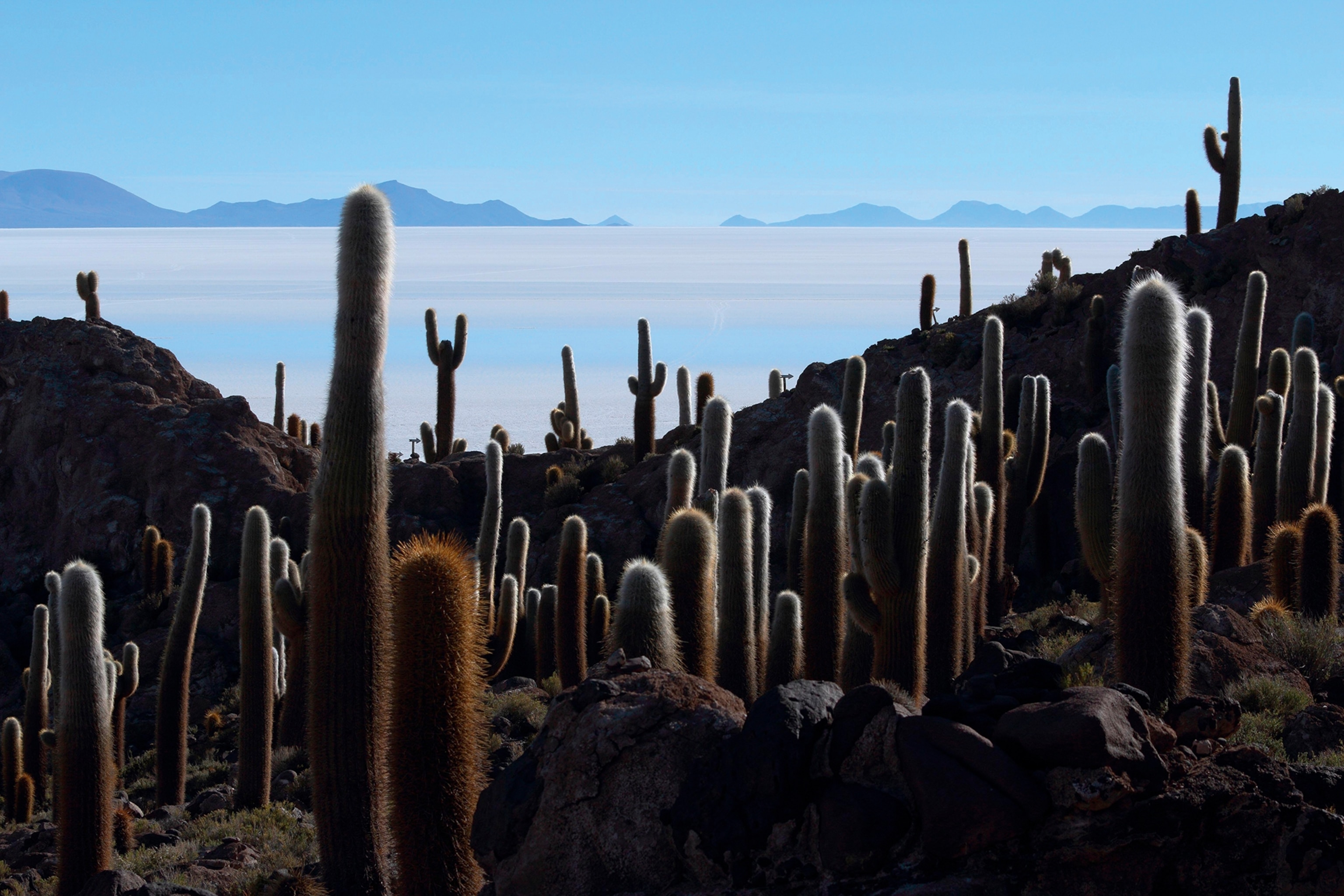 A cacti-strewn island, Isla del Pescado, in Bolivia's Salar de Uyuni.