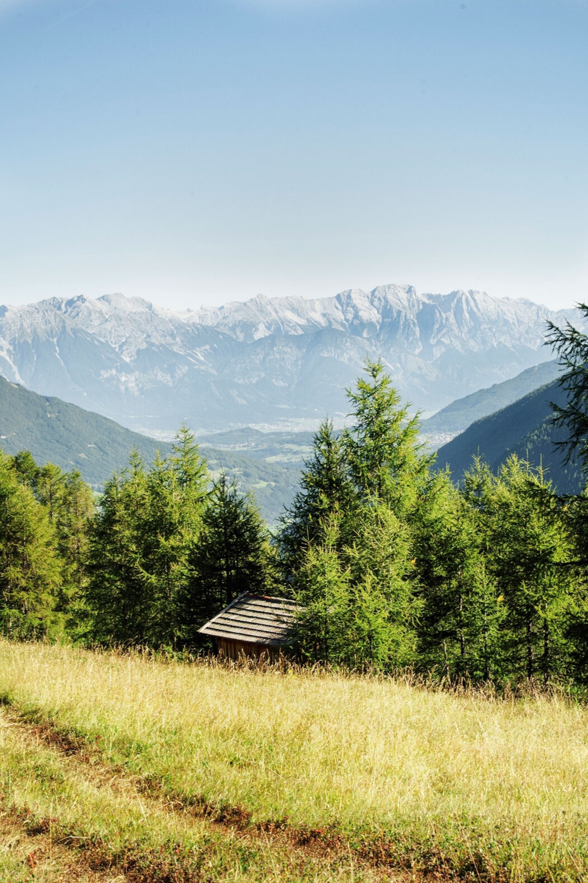 Scenic landscape of alpine trees with a backdrop of snow capped mountains.