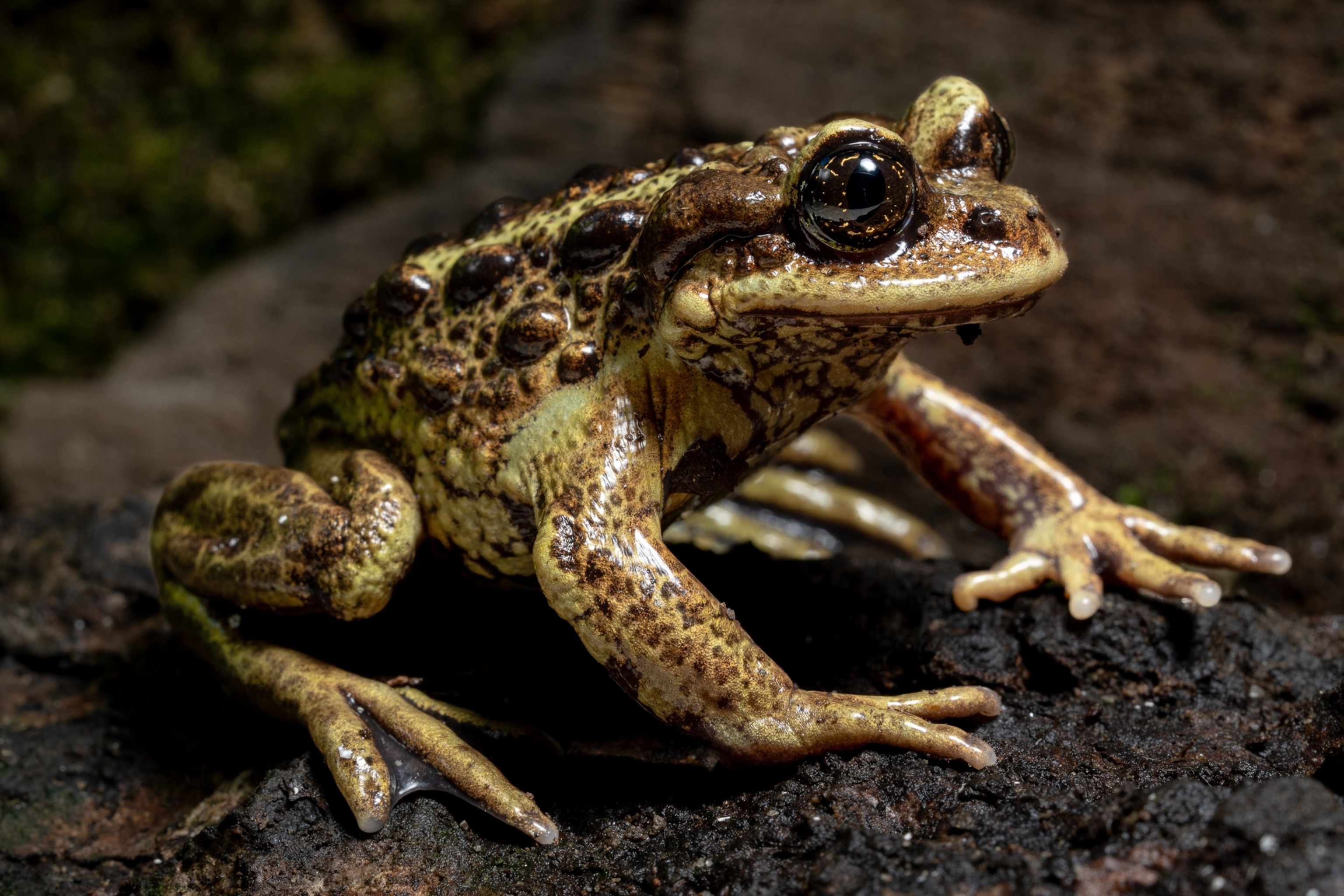 A close up of a false toad.