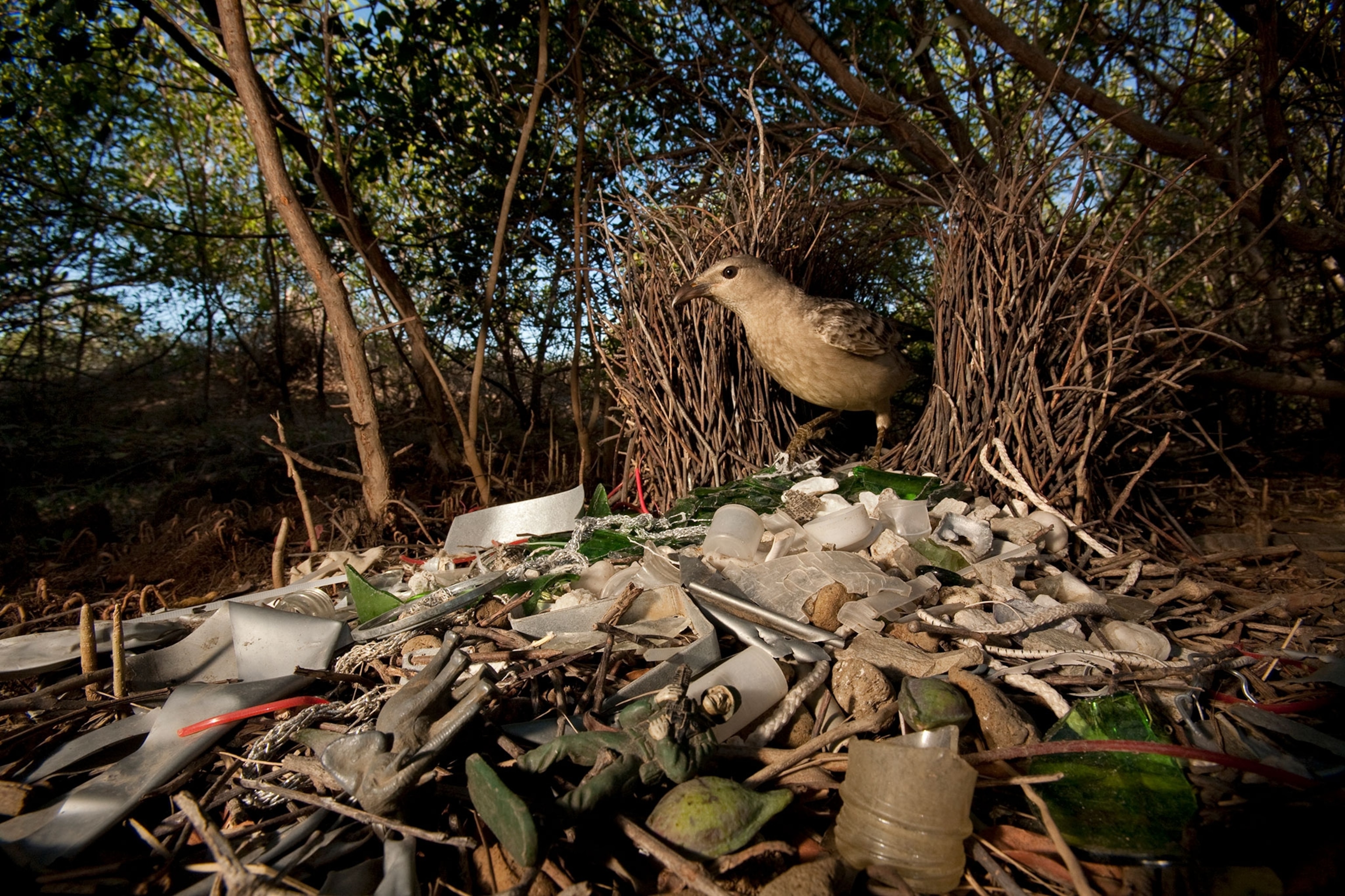 a great bowerbird at his bower decorated with glass and plastic toys