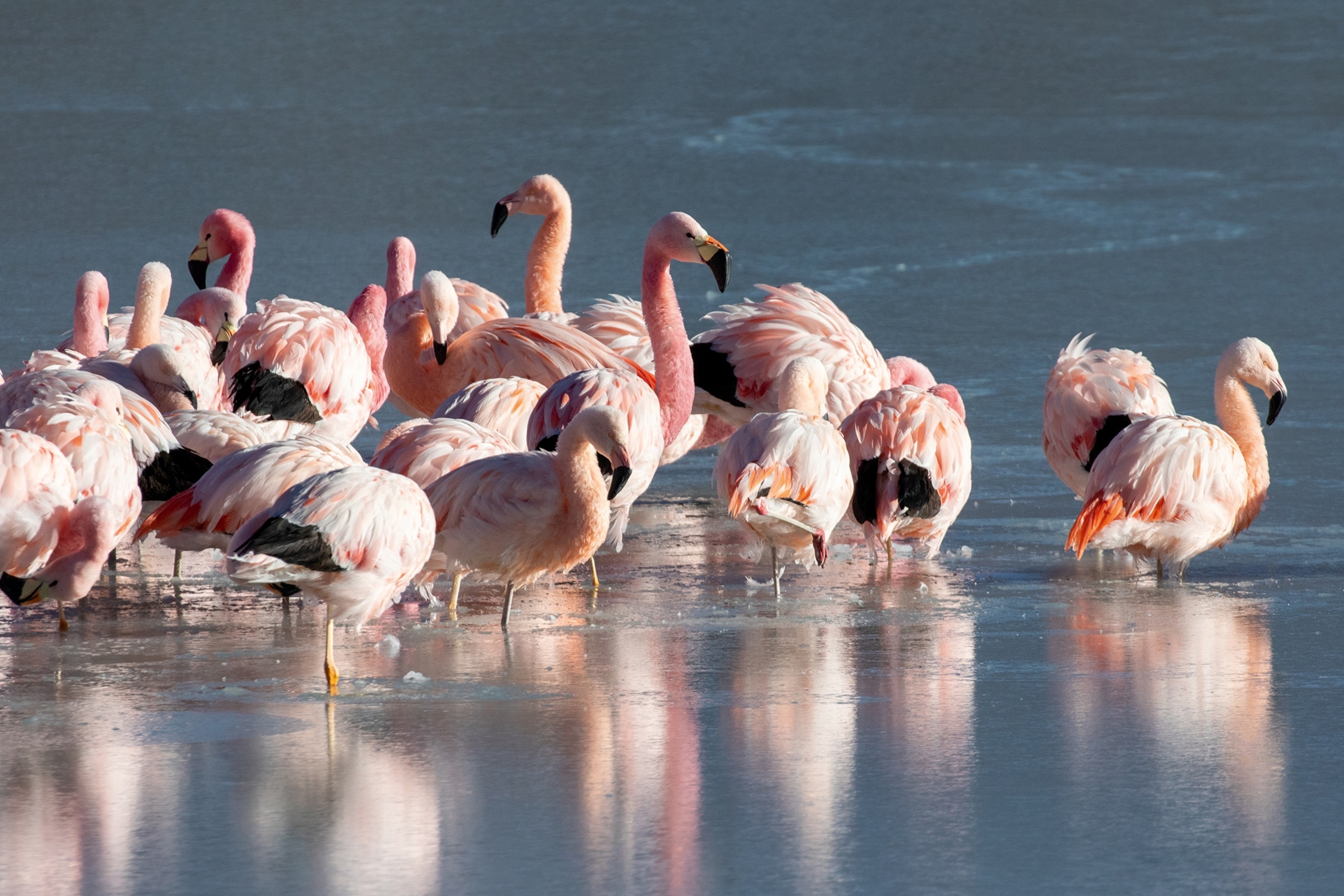 A group of flamingos.