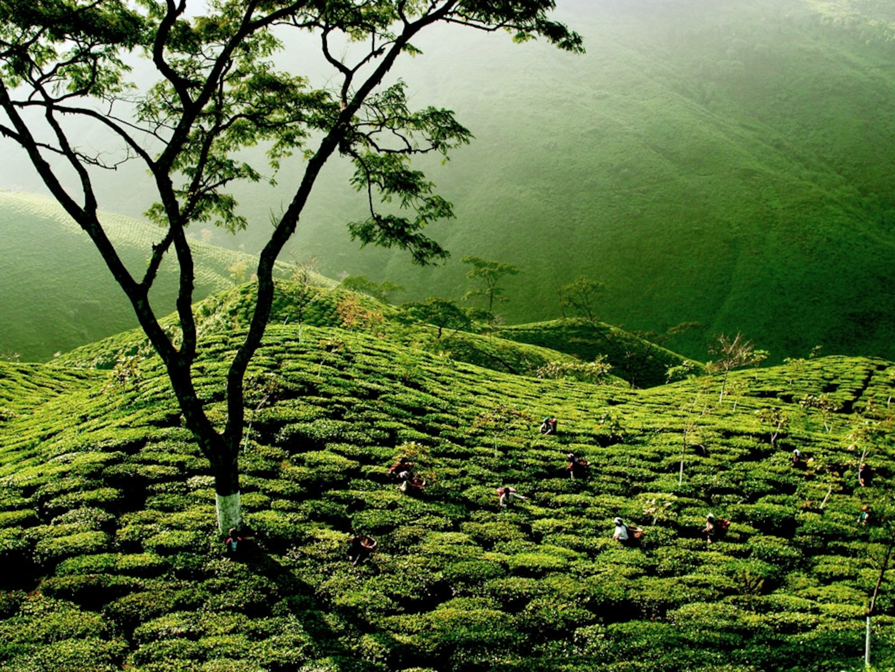 Organic tea garden in India