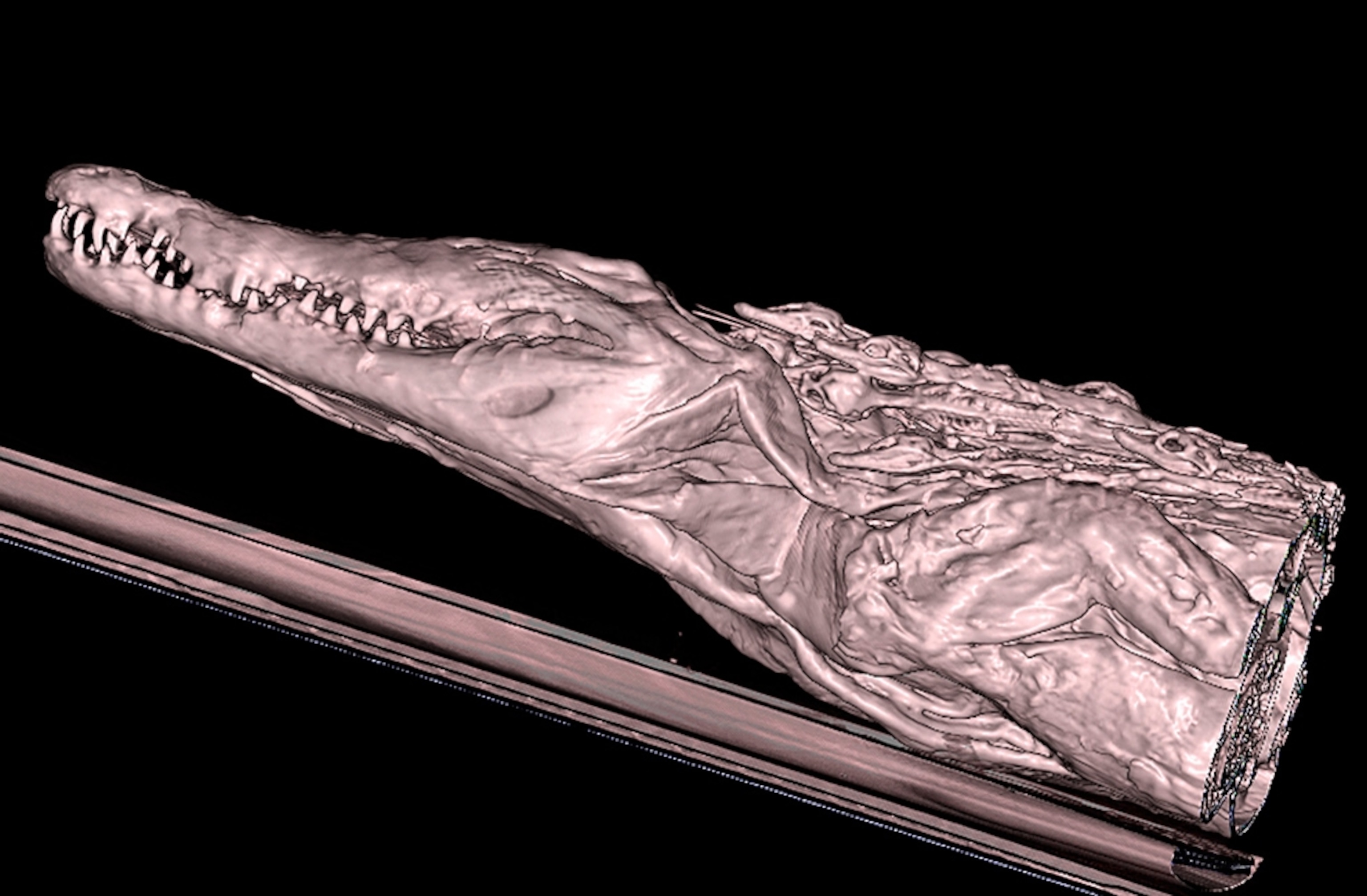 a crocodile mummy in 3-D.