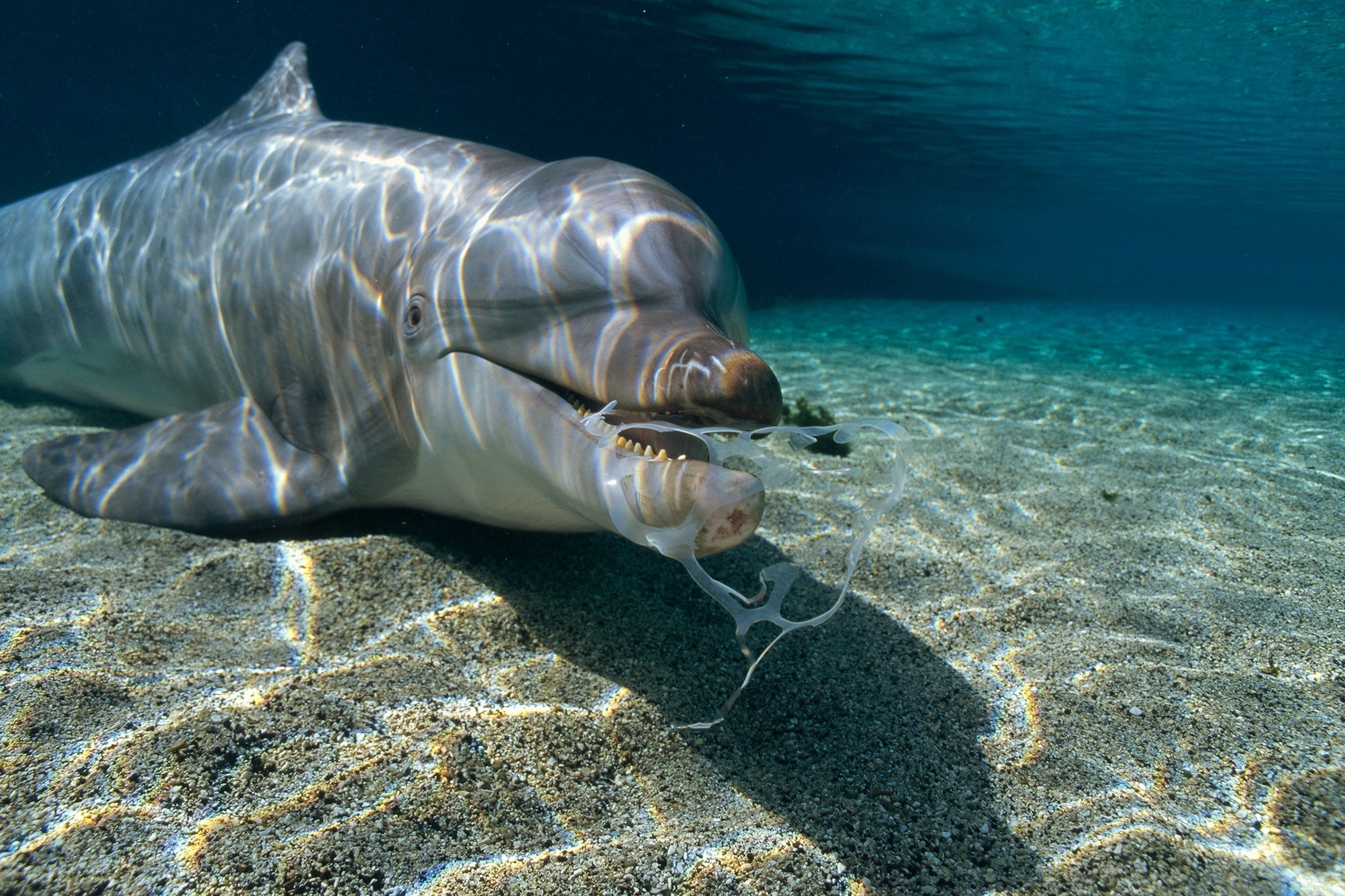 a bottlenose dolphin playing with a plastic six pack holder in Hawaii