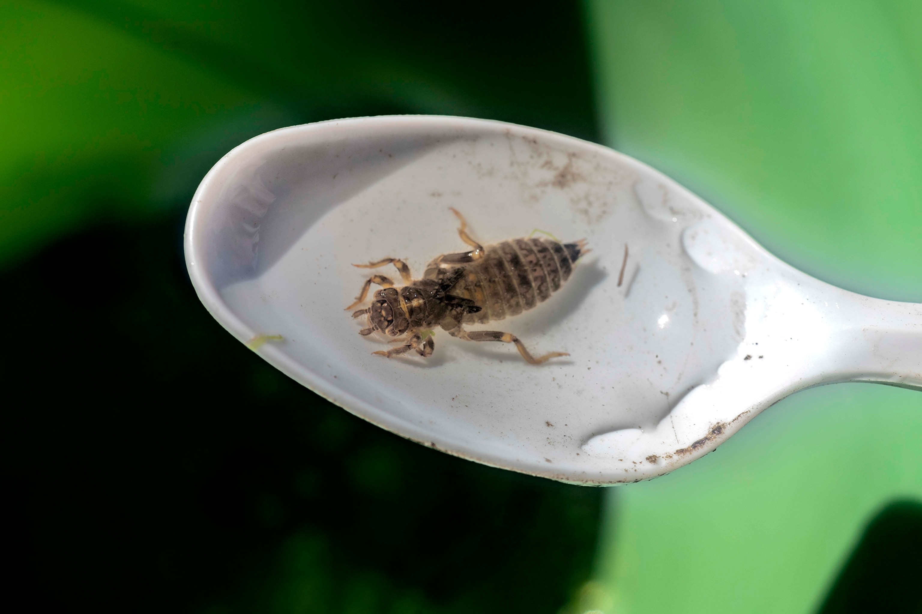 A close view of insect larvae in a white spoon.