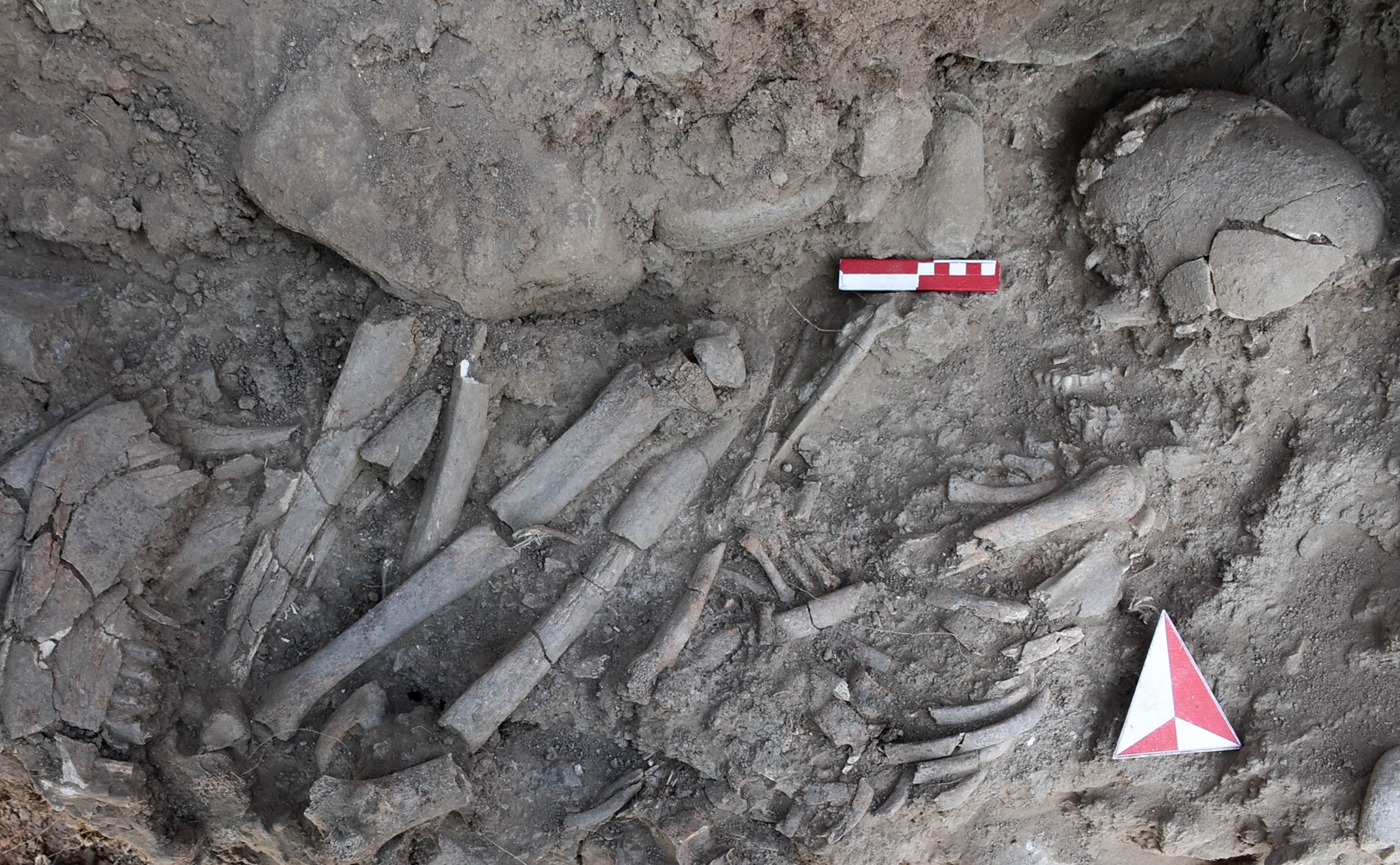 Skeleton, laying curled up on side, shown from above, partially excavated and surrounded by dirt.