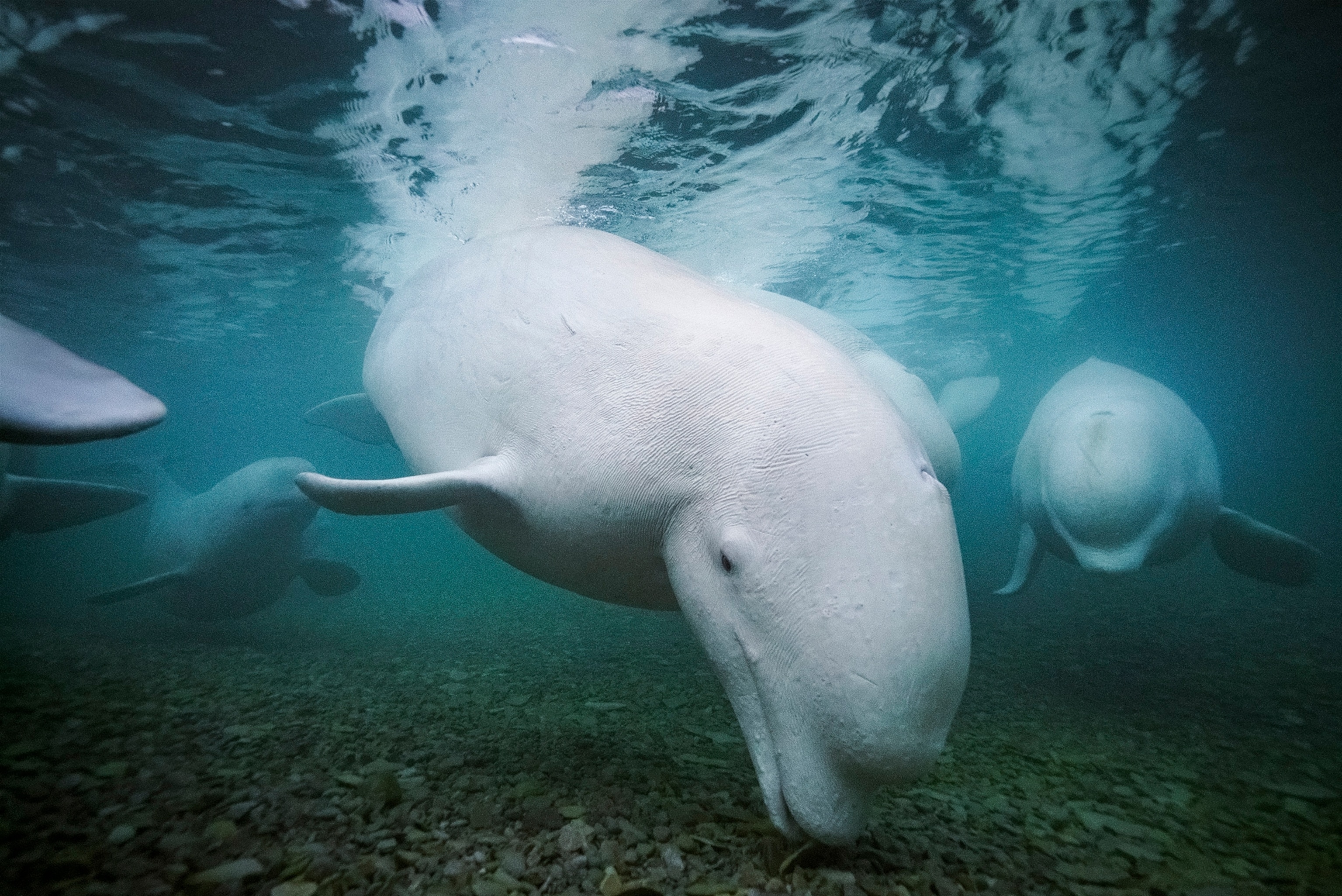 A white whale with a bulbus head is photographed very closely with the same species swimming behind it bubbles rise upward around their bodies in the water.