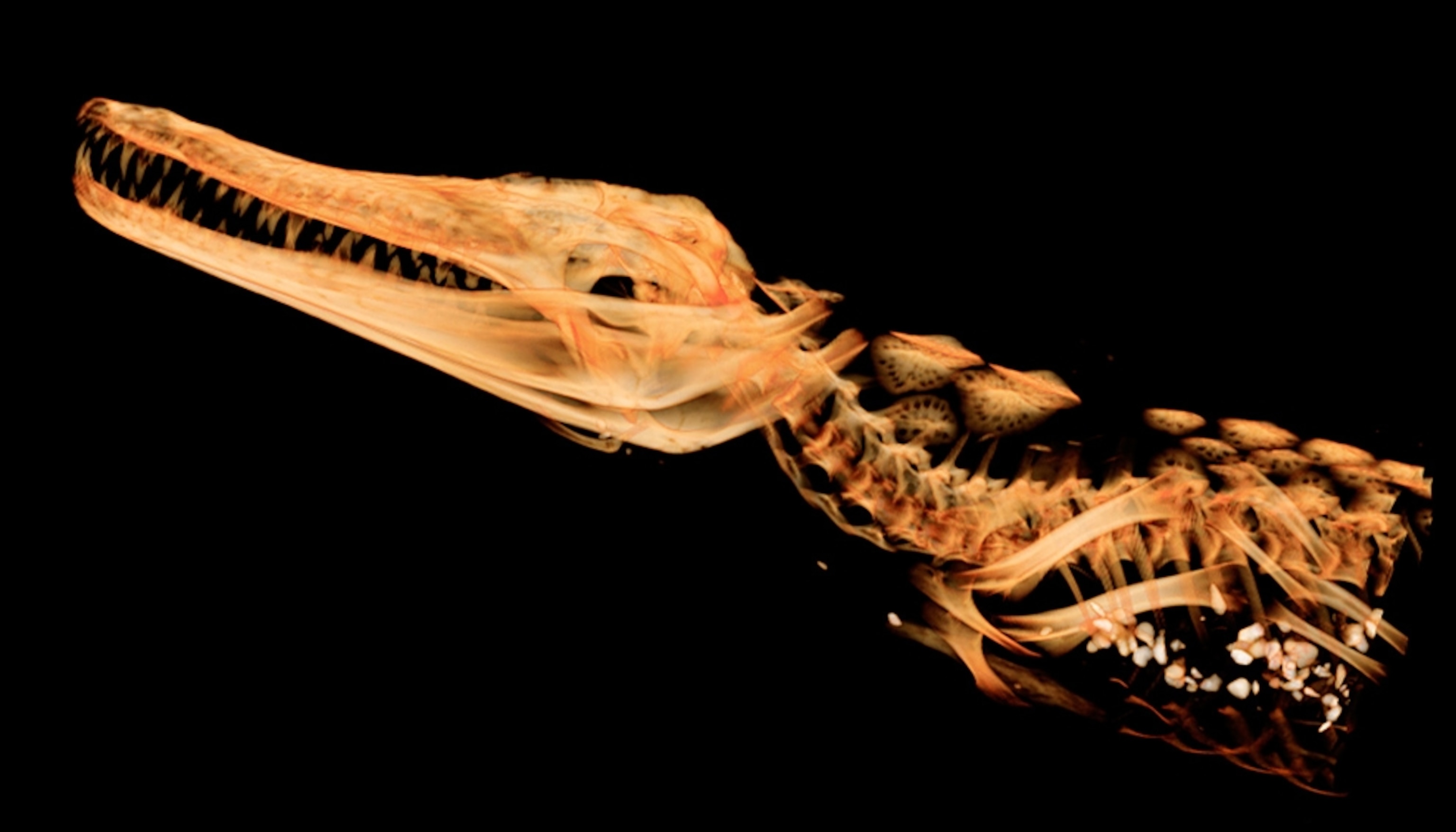 A picture of a crocodile mummy CT scan showing possible rocks inside its belly.