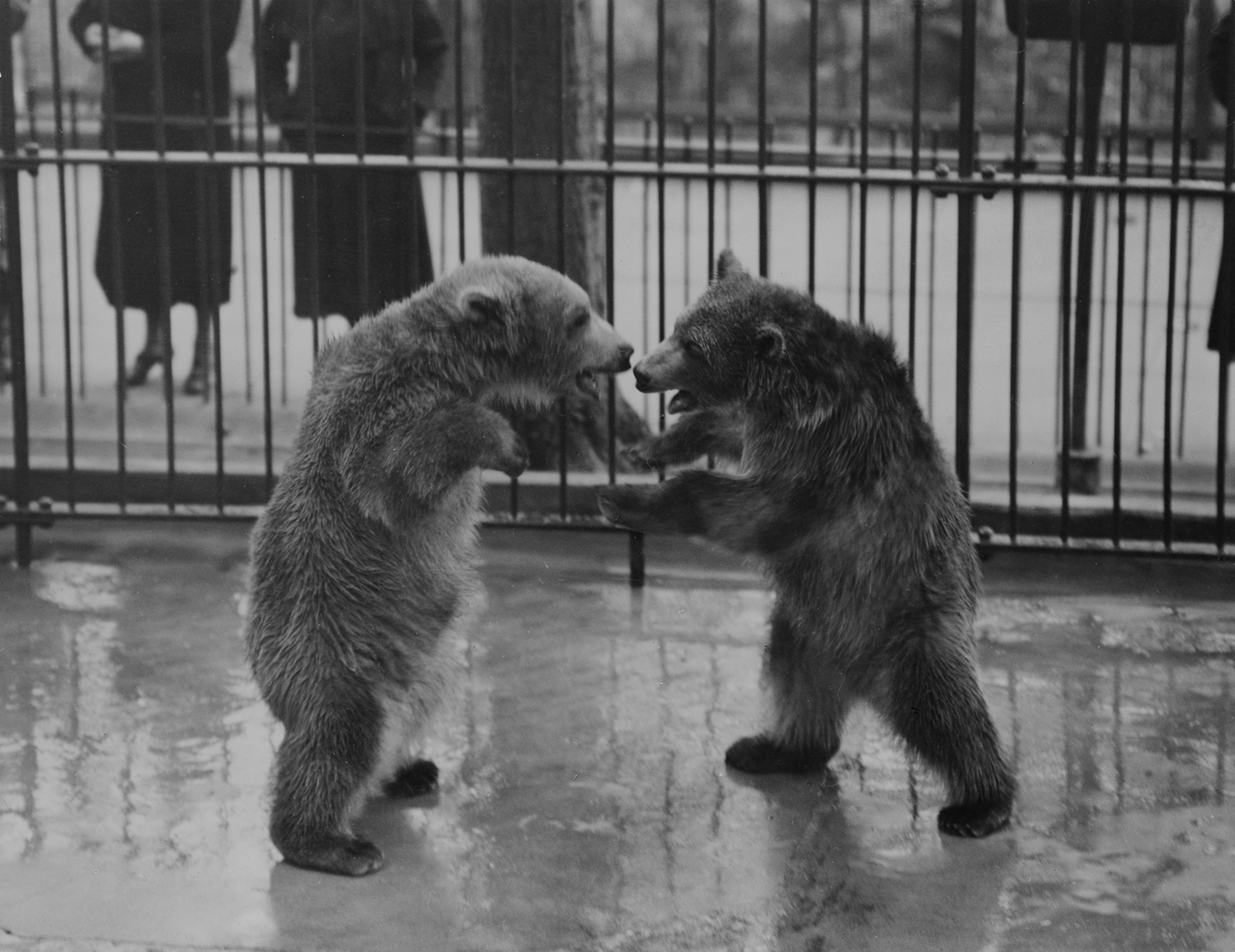 A black and white image of two small bears on their hind legs in a cage facing each other photographed from a profile view.