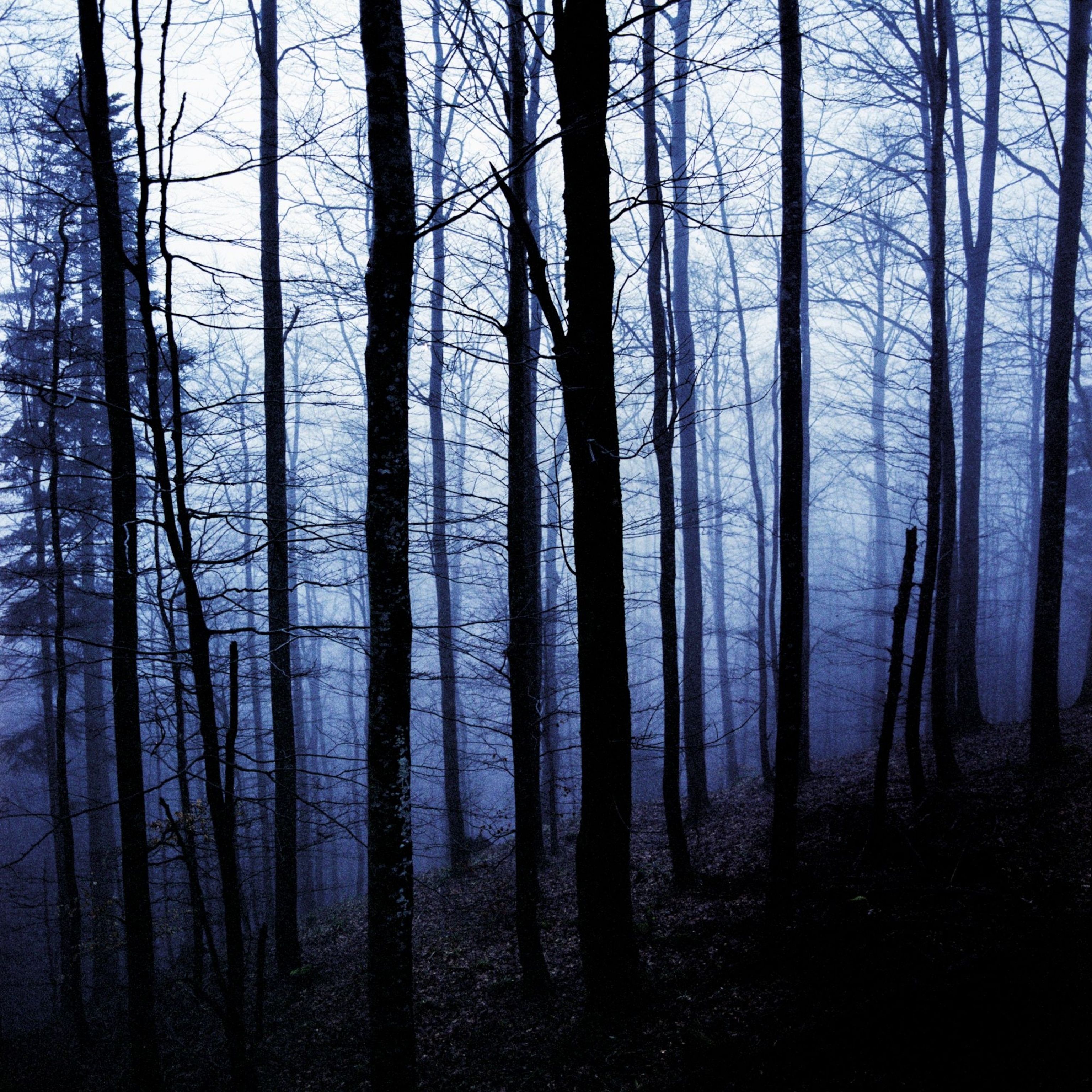 A gloomy woodland of winter trees in Europe