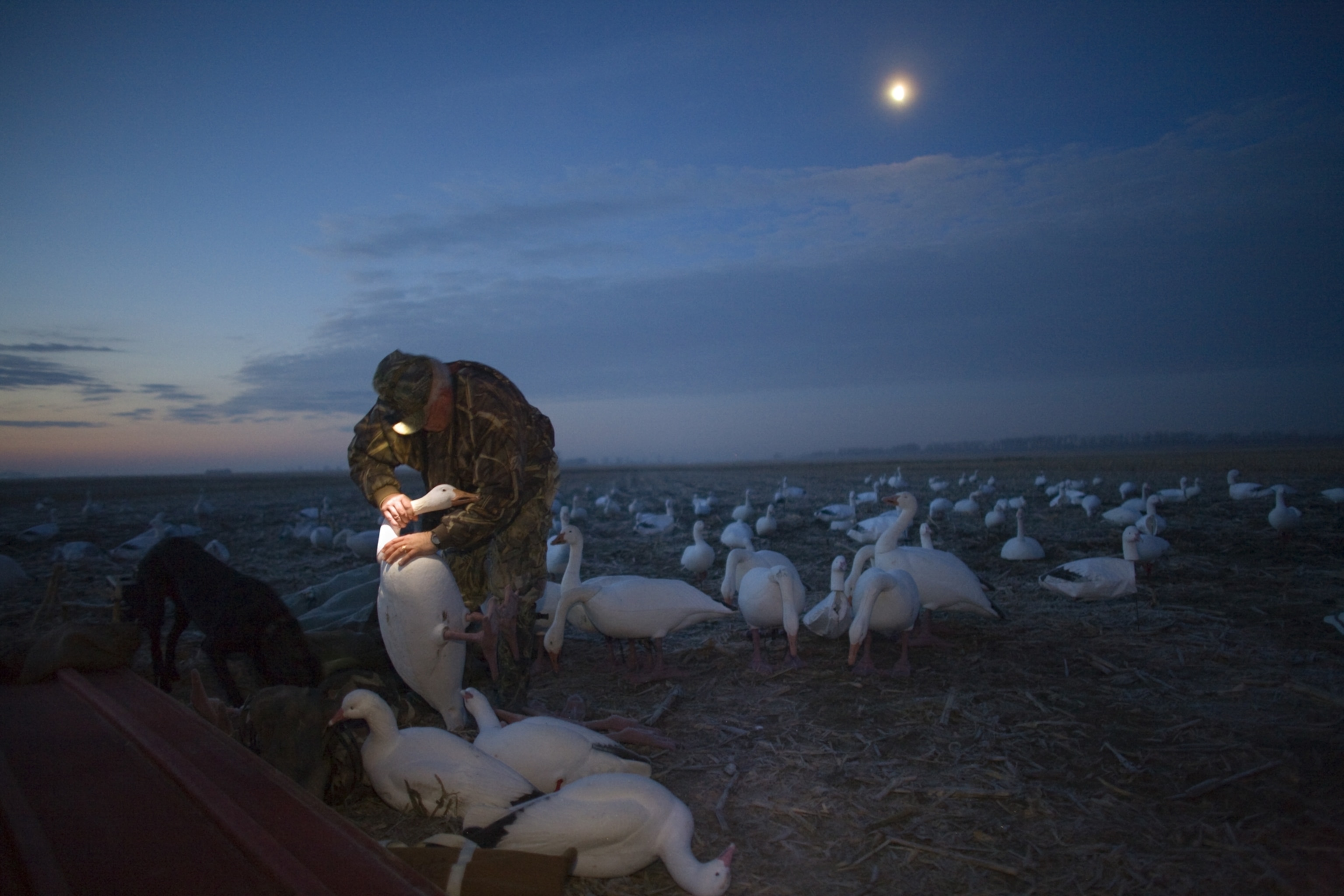 An older man dressed in camouflage bending over to adjust the neck position of a decoy goose. A headlamp on his head shines down on the decoy, and behind him, the moon shines down on a field full of hundreds more decoys.