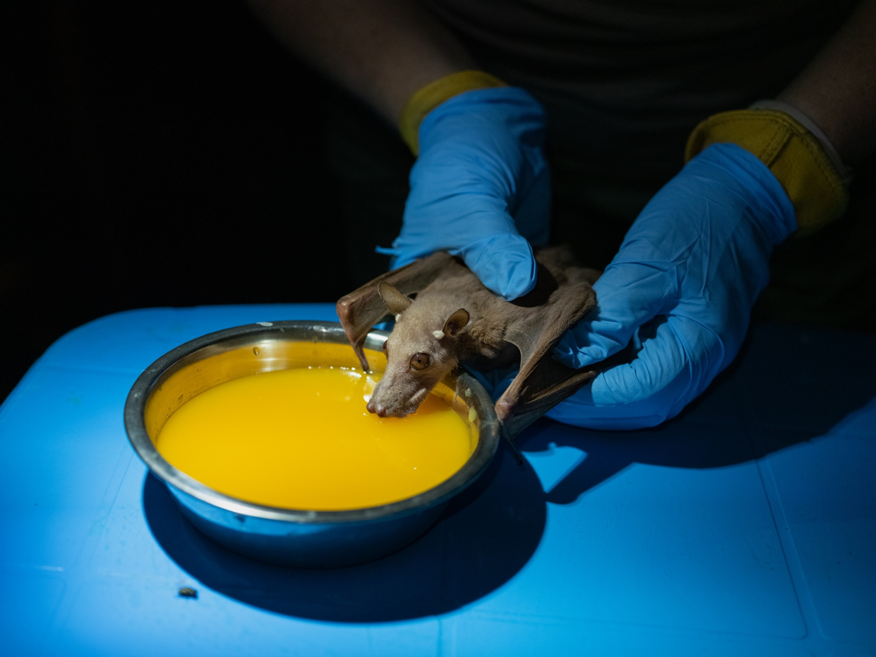 Human nads in blue gloves holding bat over the bowl of yellow juice.