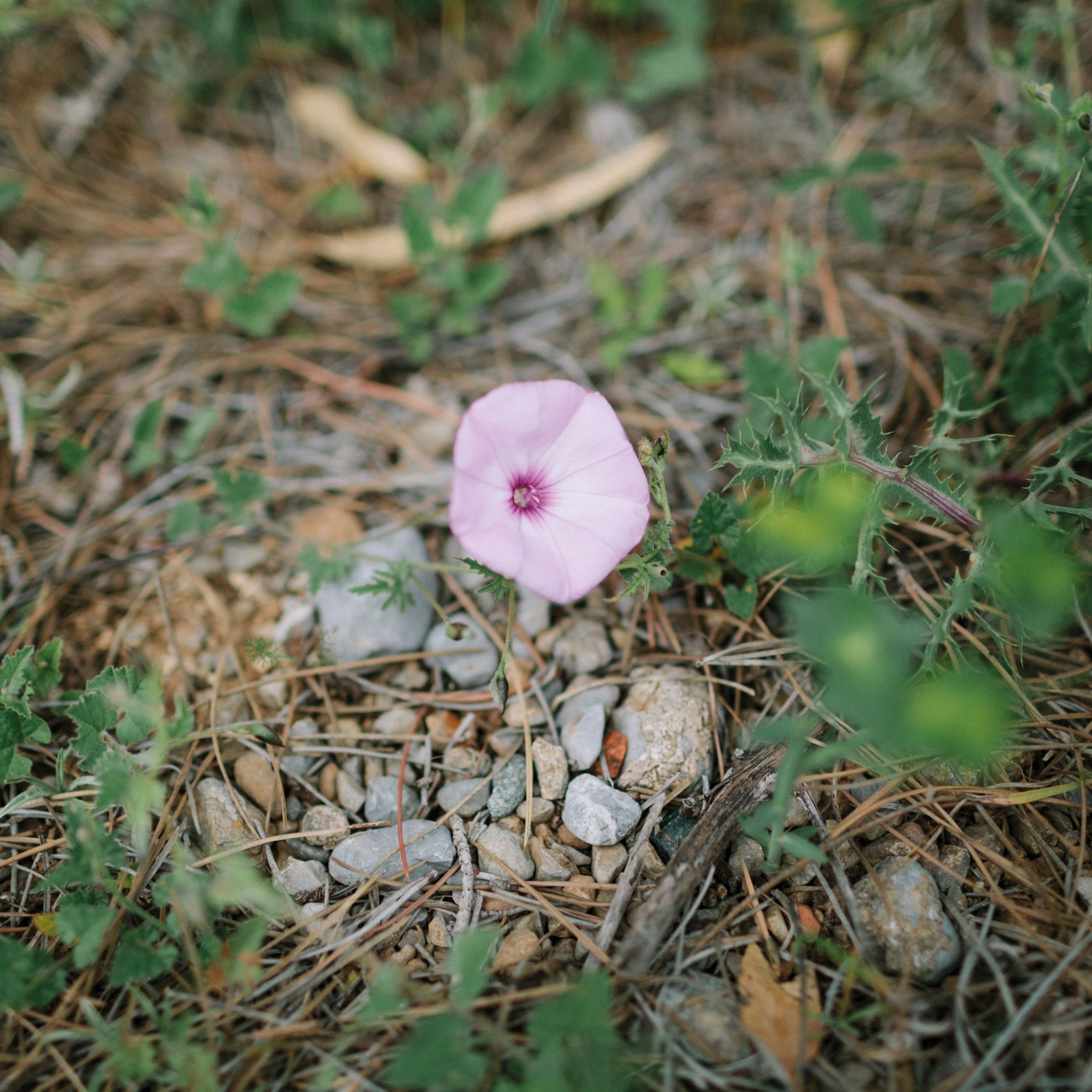 A pink flower grows amongst the debris of a the ground